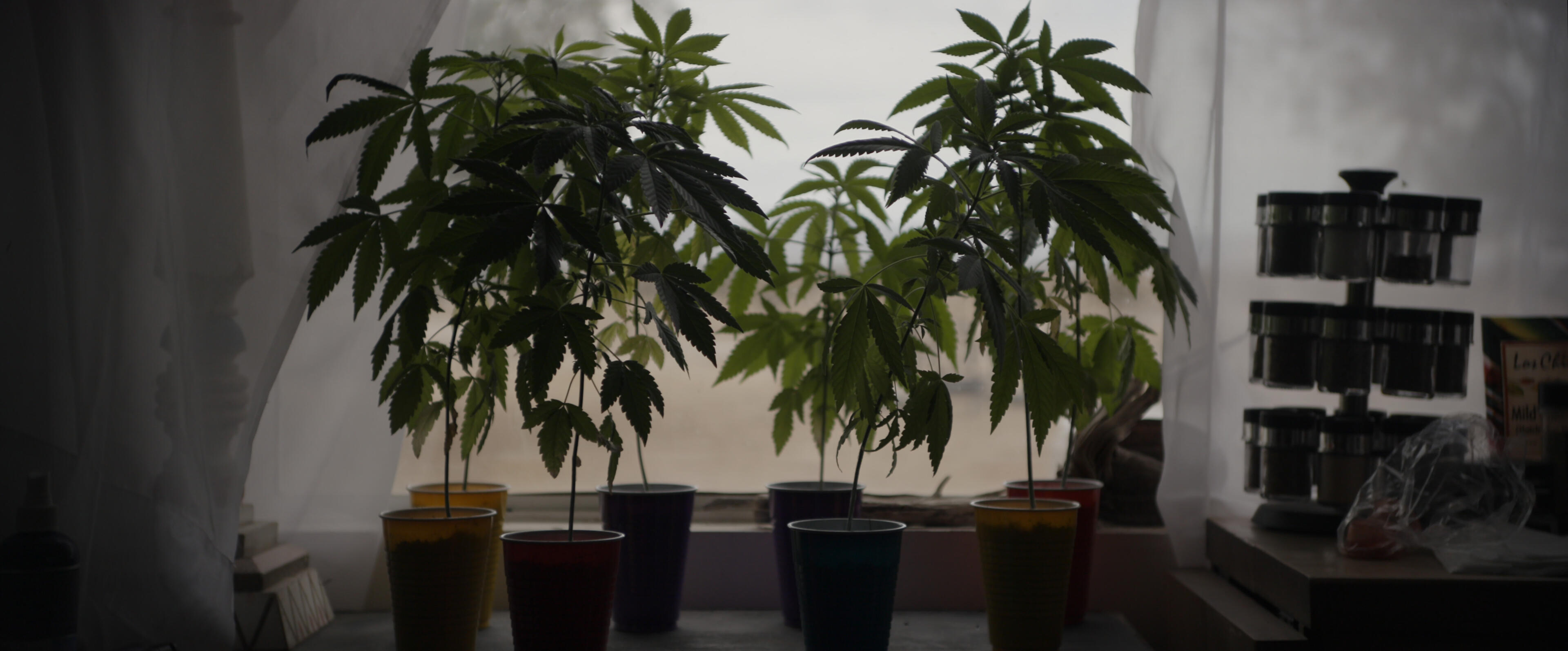 Cannabis is a big cash crop in Bigfoot country. From "Sasquatch."