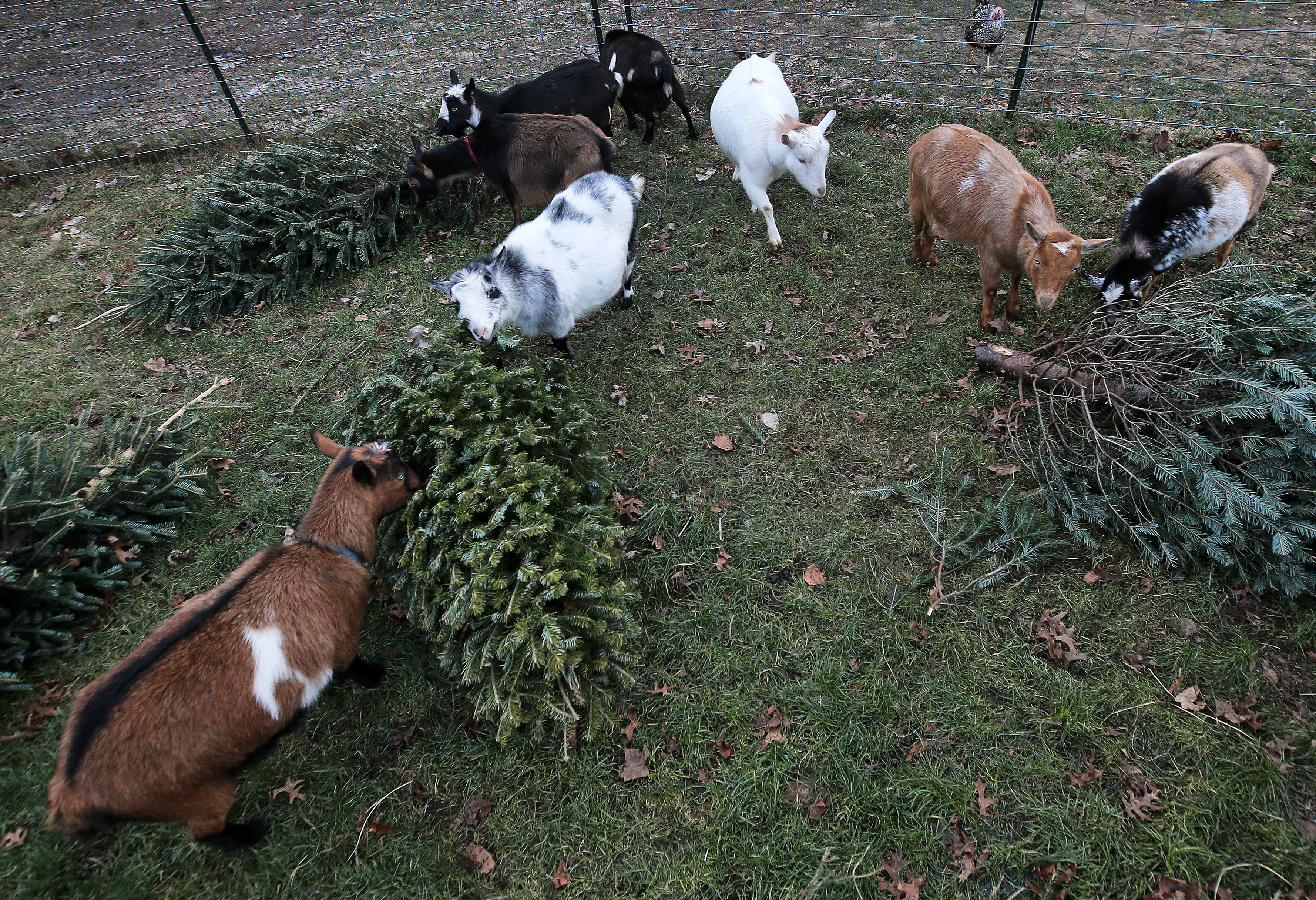 Goats at the Channell Homestead