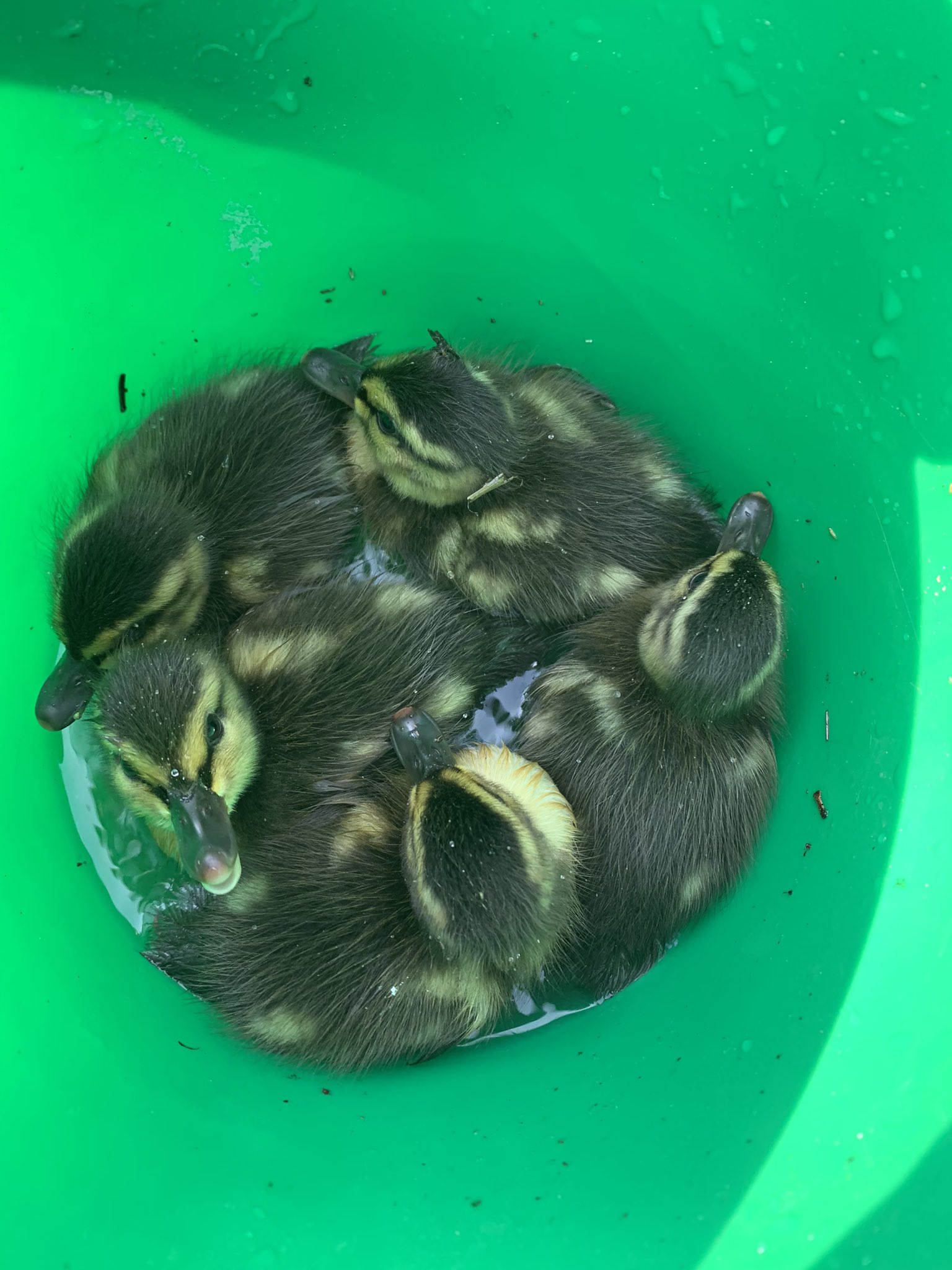These ducklings were rescued from a storm drain in Stow on July 7.