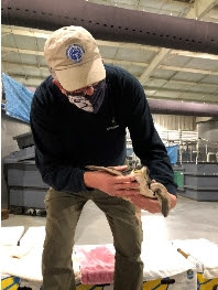Rescued Kemp’s ridley sea turtles receive care at Tennessee Aquarium in Chattanooga.