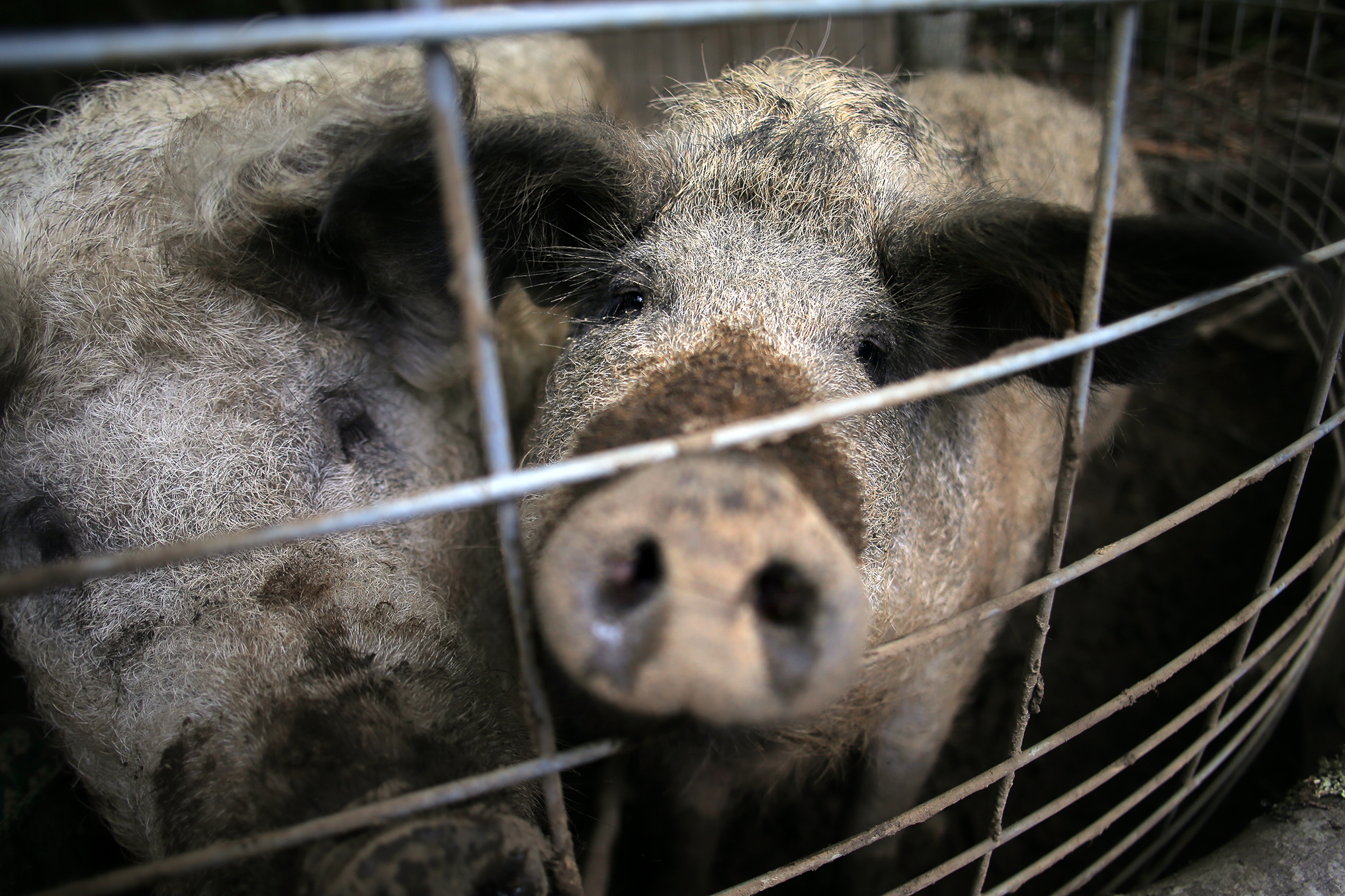 Carol the pig was named for a town animal control officer by Eric Kelley, a Maine farmer, who claims his property, including pigs and marijuana plants, was stolen.