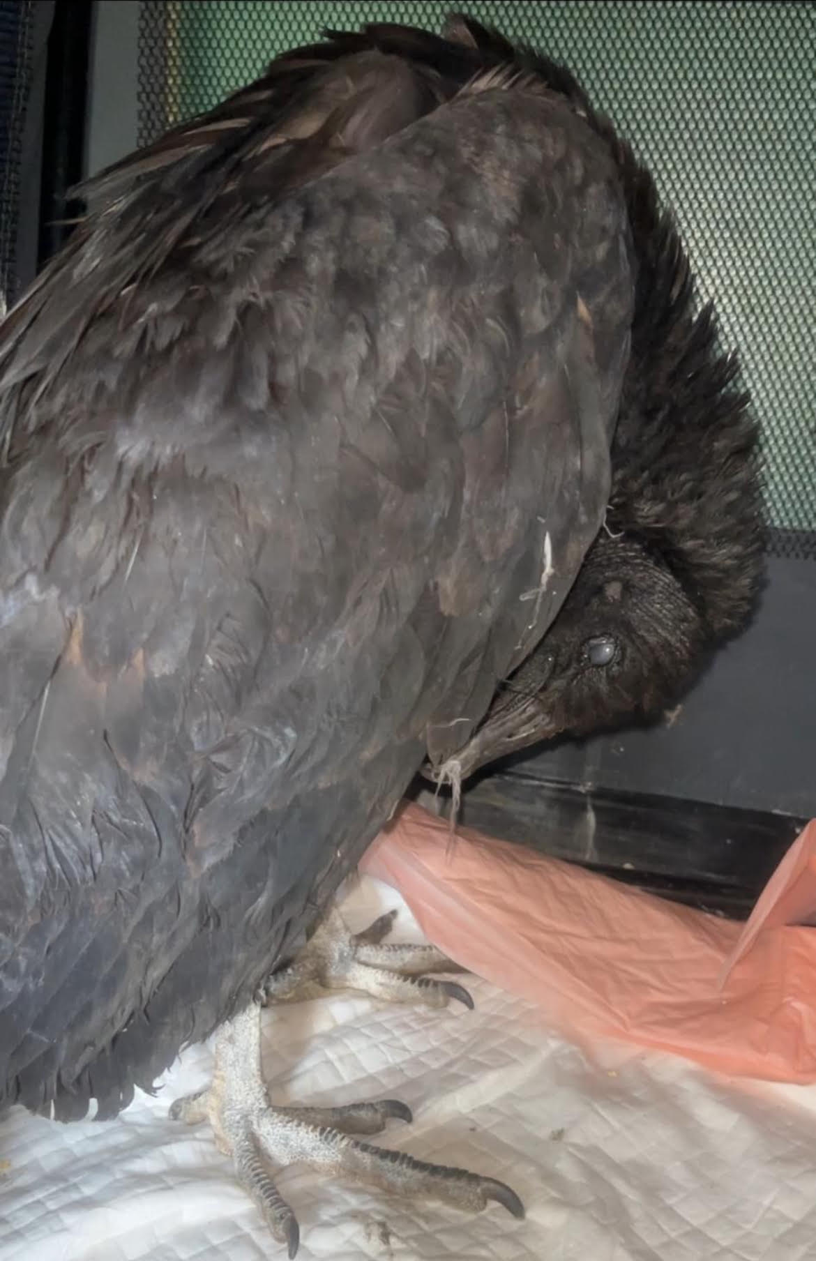 vultures white lives matter まとめ売り Vultures found drunk in Watertown, Conn.