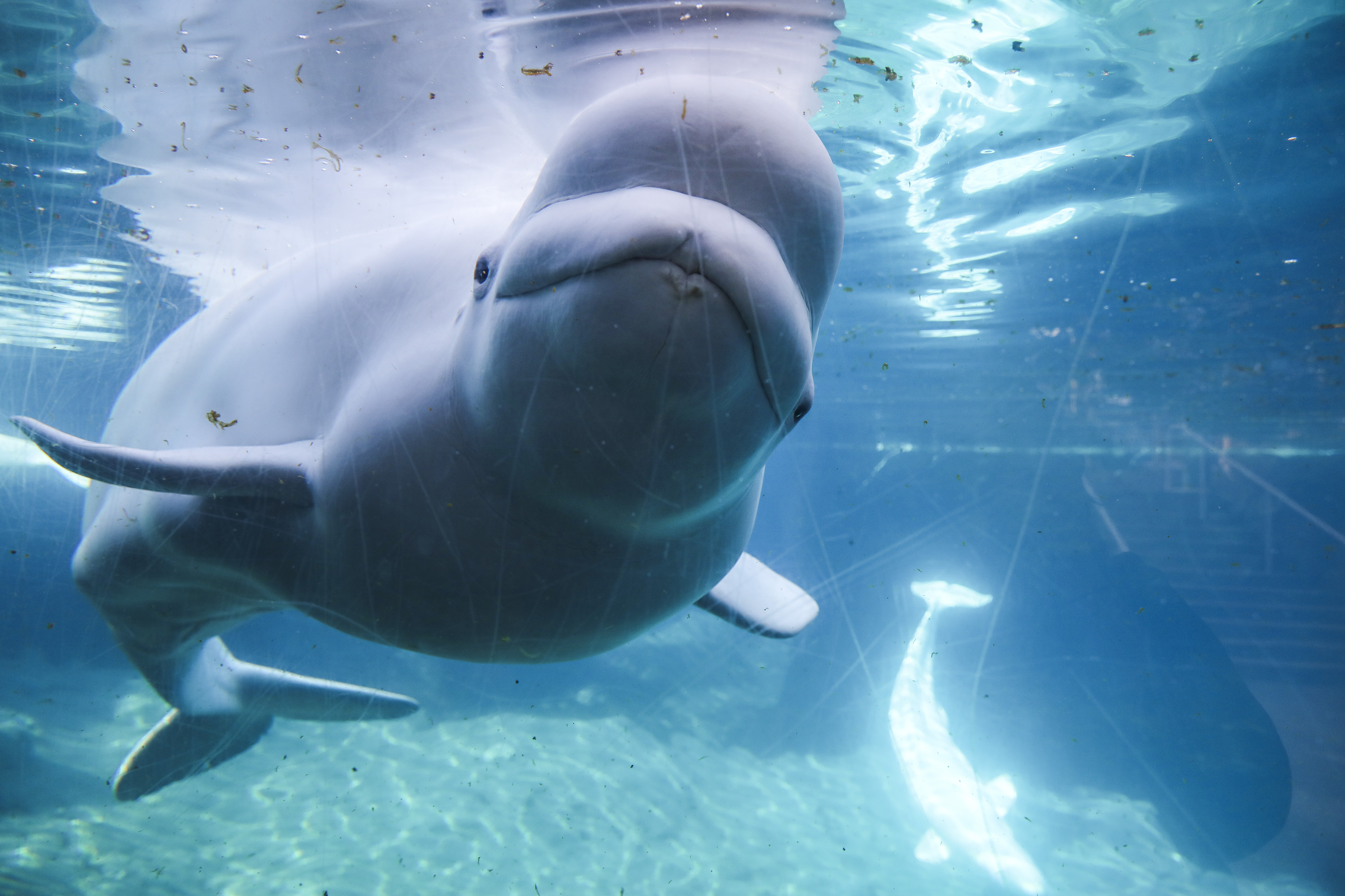 The current beluga residents of Mystic Aquarium swam in their tank on Friday afternoon.