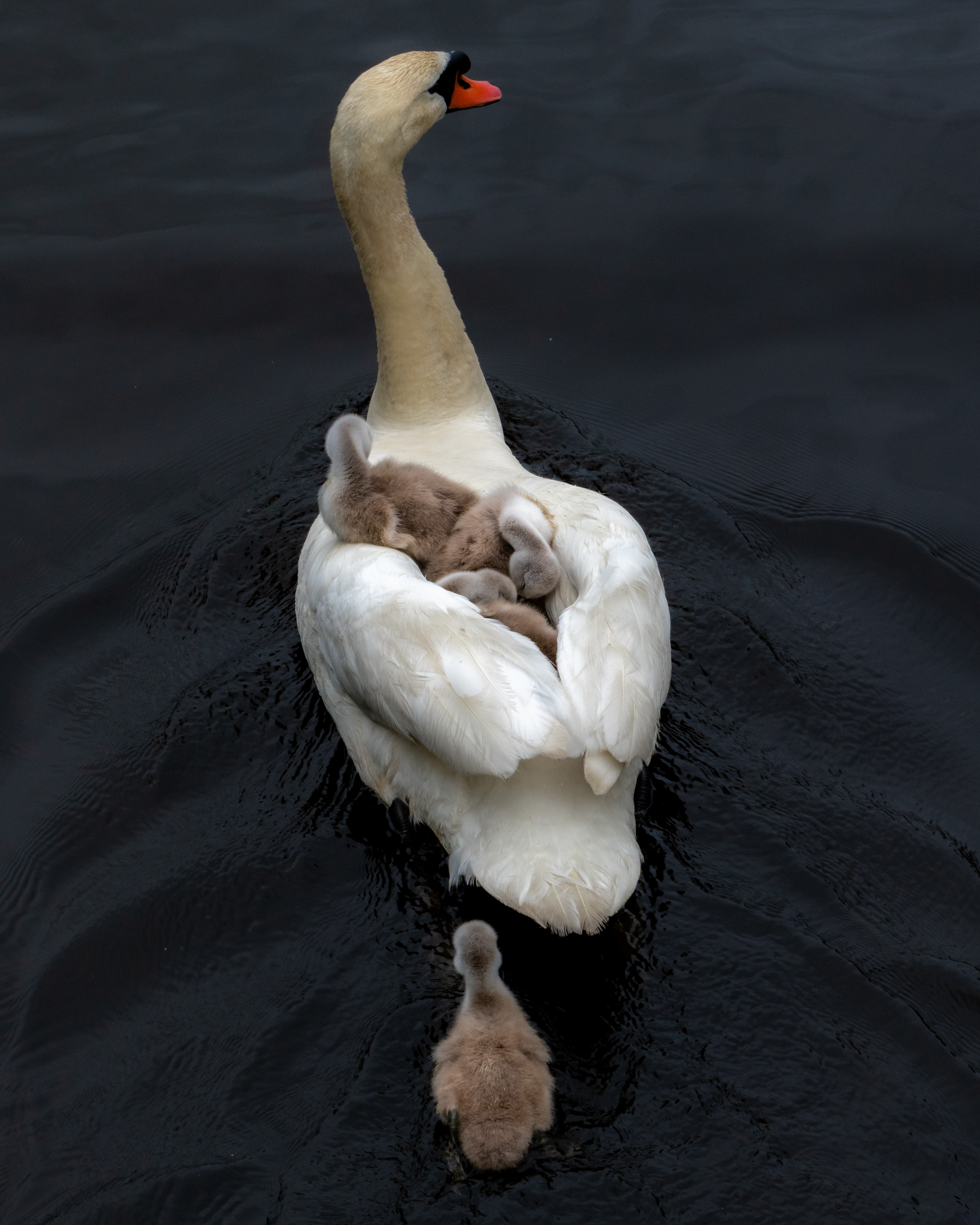 Matthew Raifman photographed an adult swan with three cygnets on its back in the Storrow Lagoon on Thursday.