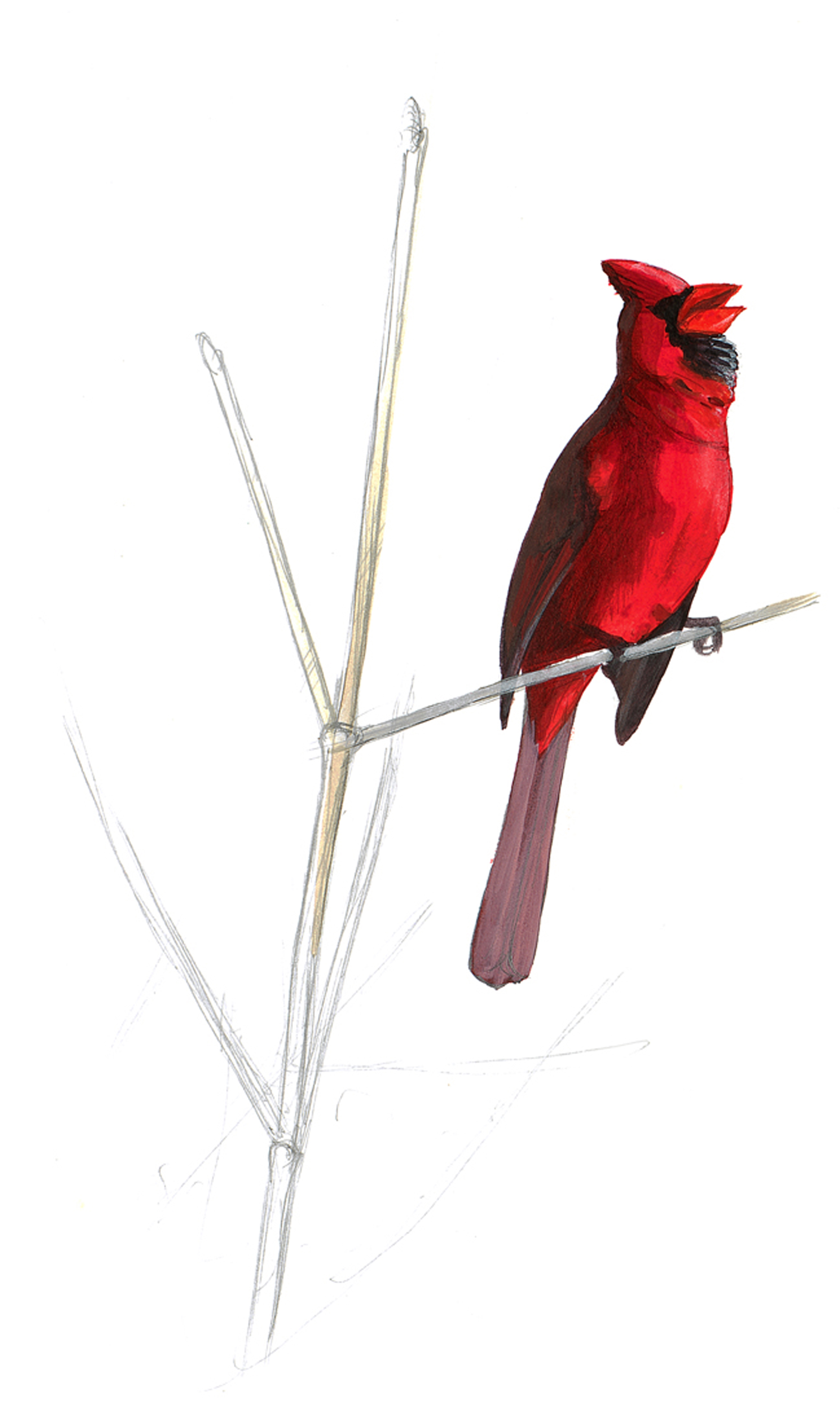 Northern Cardinal