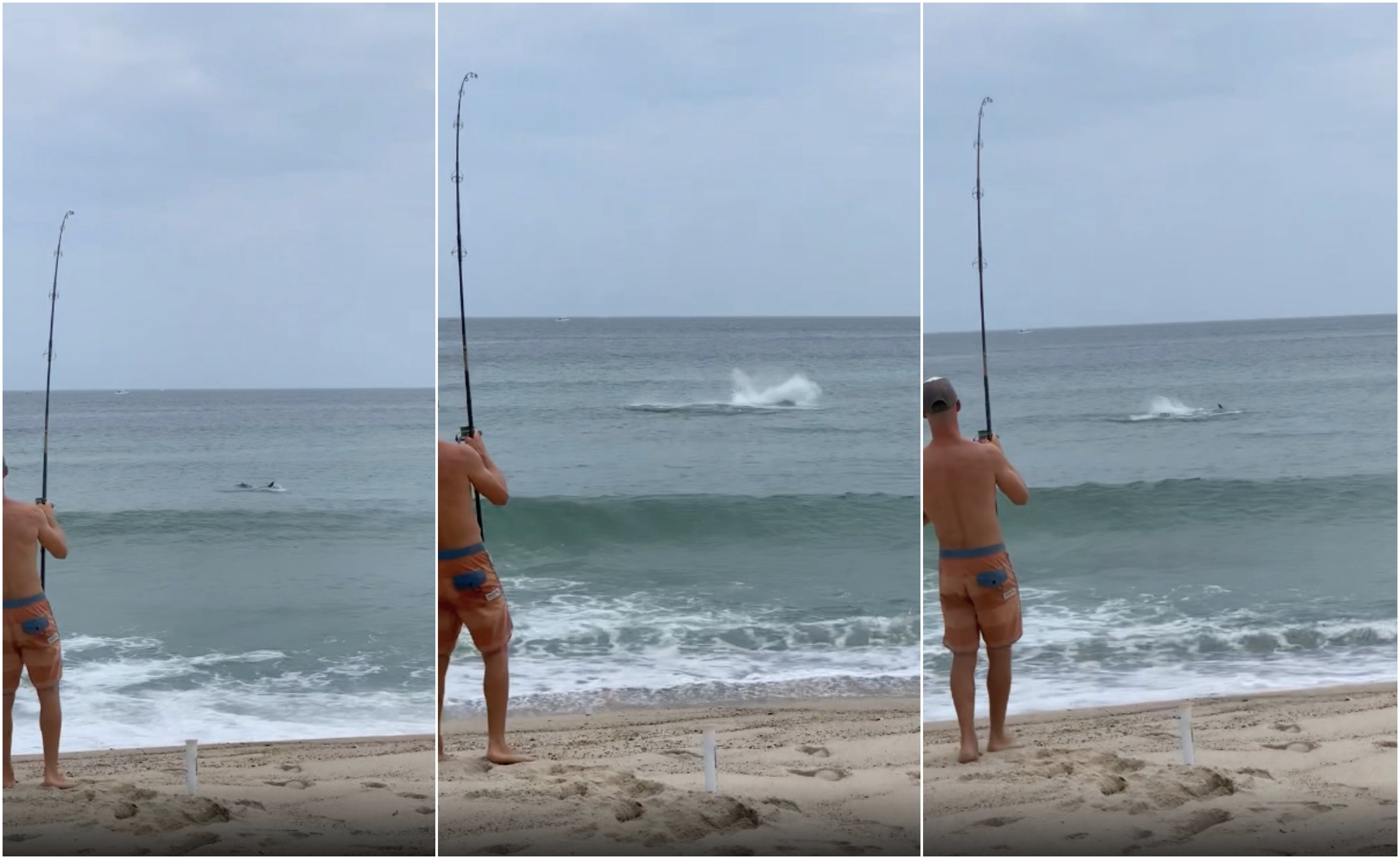 Matt Pieciak, 25, hooked a great white shark while fishing off Nauset Beach on Sunday.