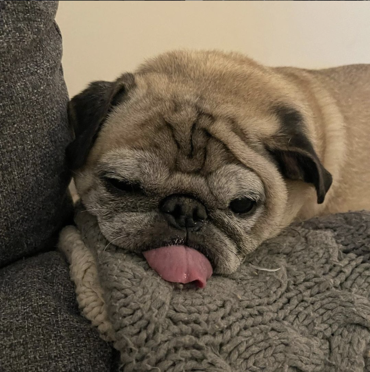 Tiktok's Noodle the Pug, known for his 'bones, no bones' days, has