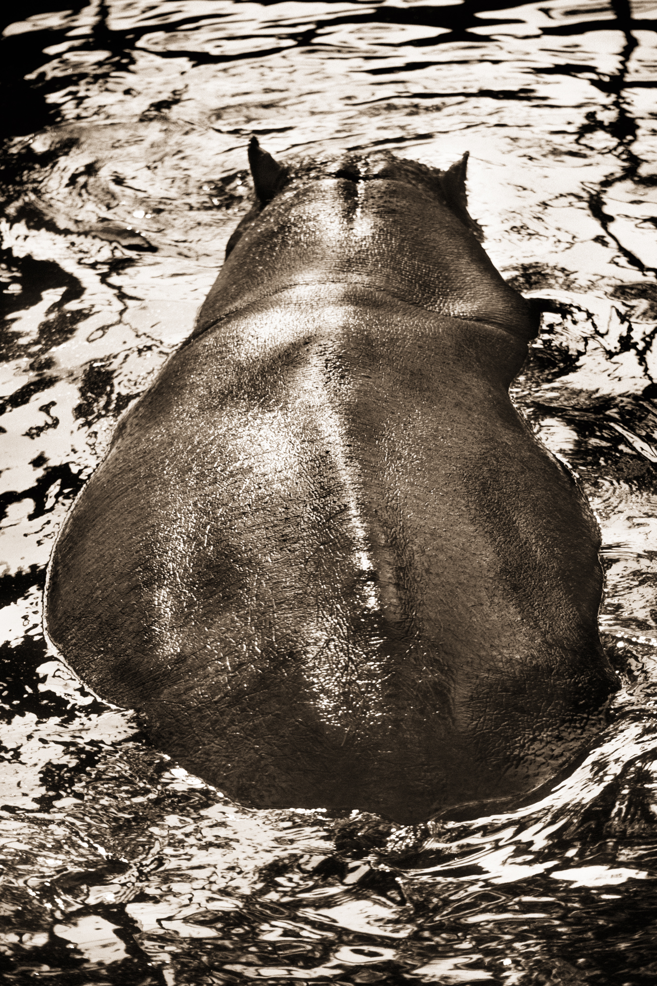 "hipopótamo, hipopótamo anfibio," 1995-2001, el "Henry Hornstein: Animalia."