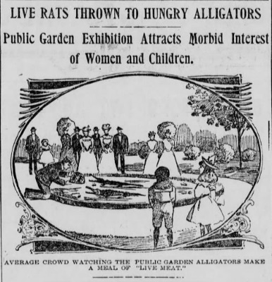 A news clip from the Boston Post in 1901 about the alligators in the Public Garden.