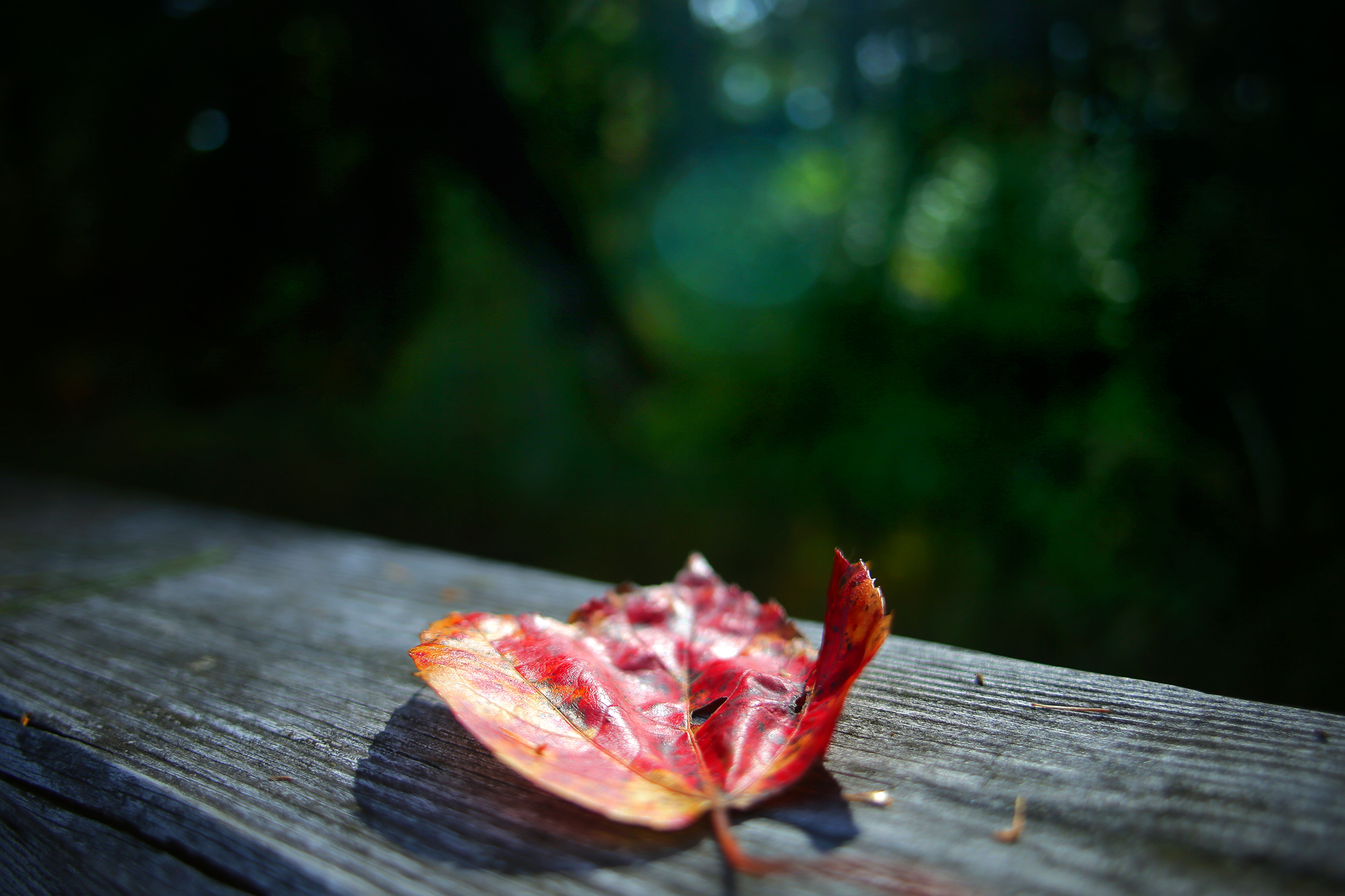 A leaf rests on the boardwalk along the Charles River at the Broadmoor Wildlife Sanctuary in Natick.