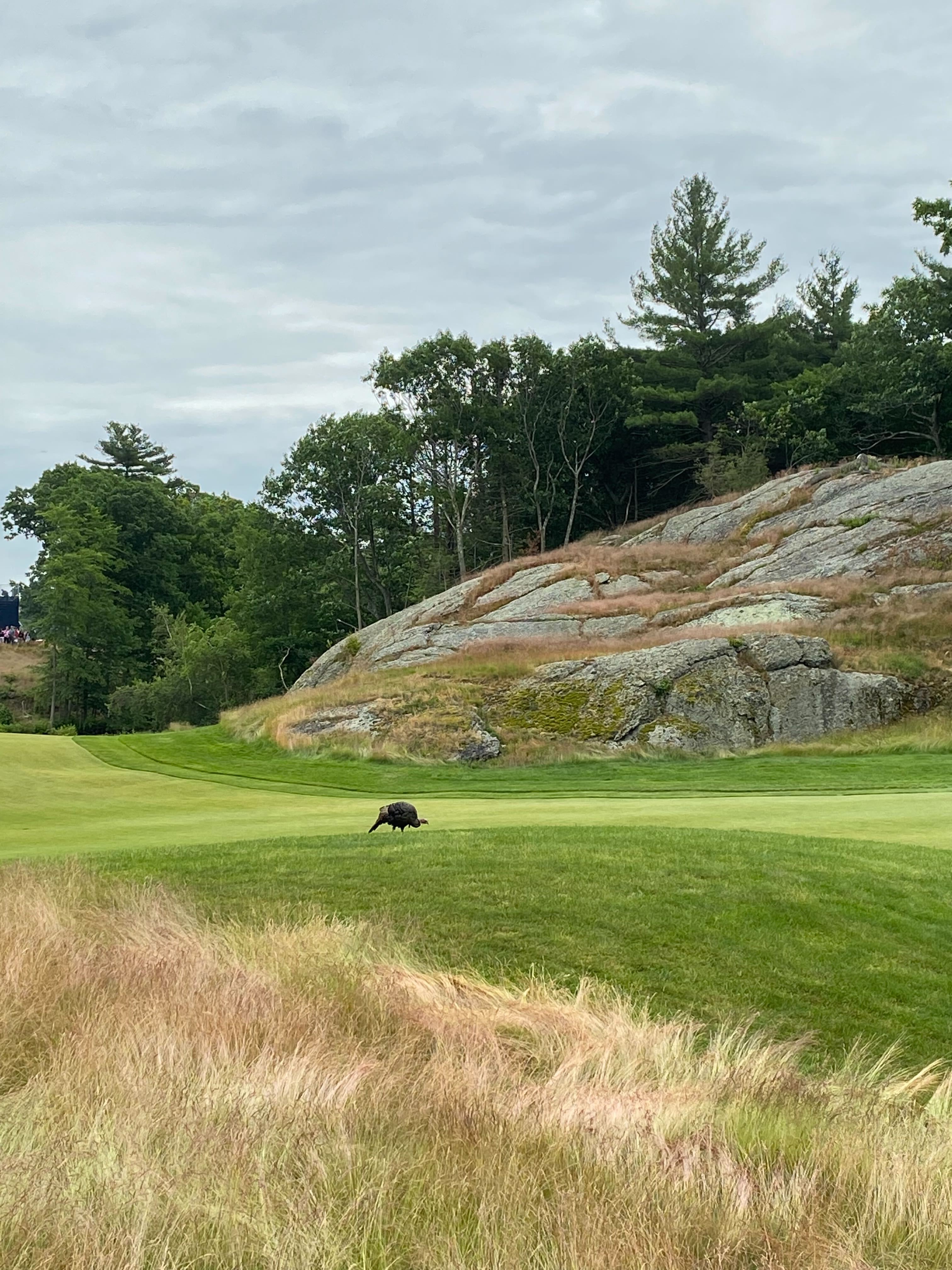 US Open 2022: Matt Fitzpatrick holds off Scottie Scheffler, Will Zalatoris  to win