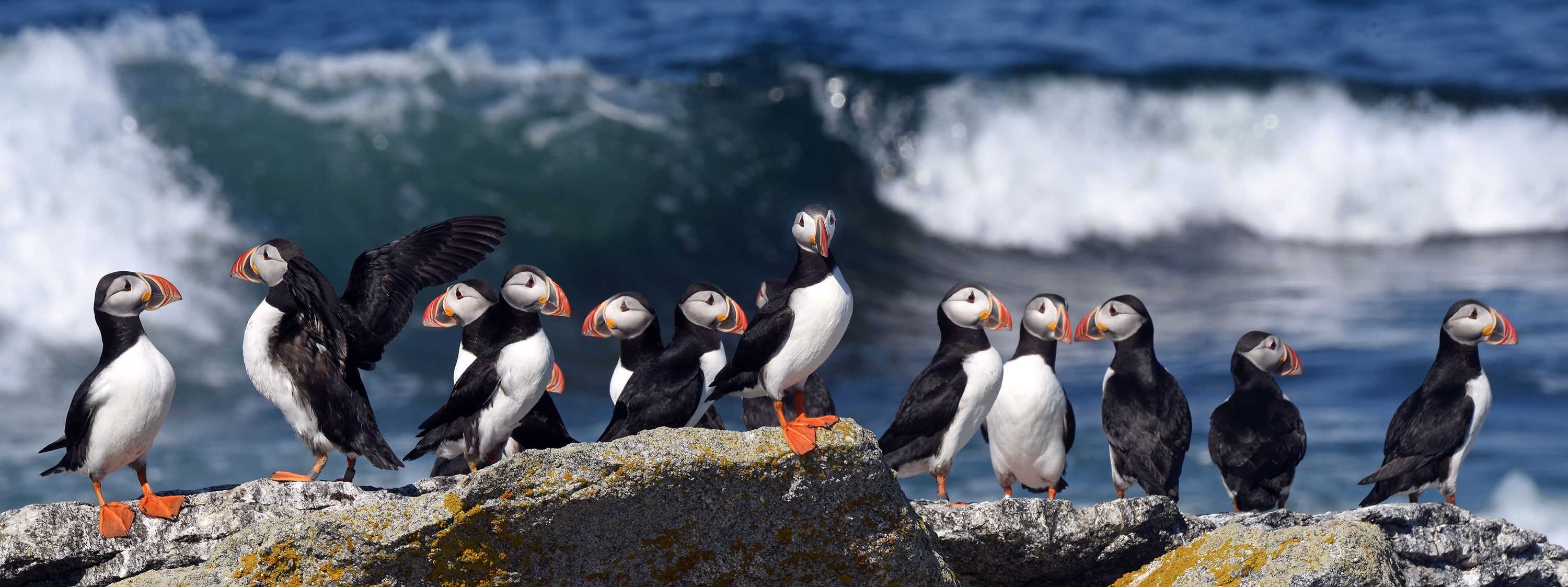 A bellwether of climate change, puffins are struggling to survive