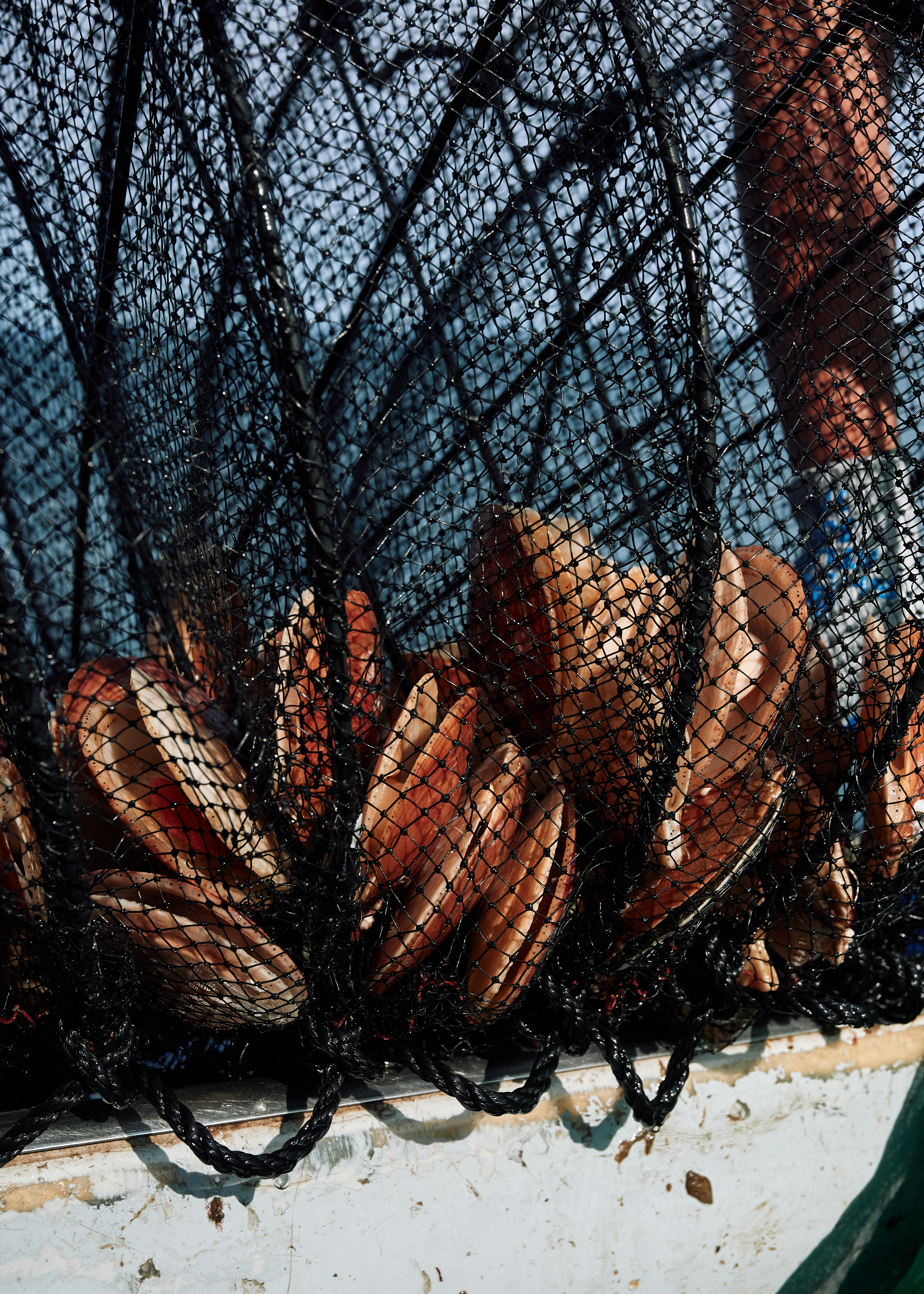 Scallops in a net pulled up by Marsden Brewer’s boat.