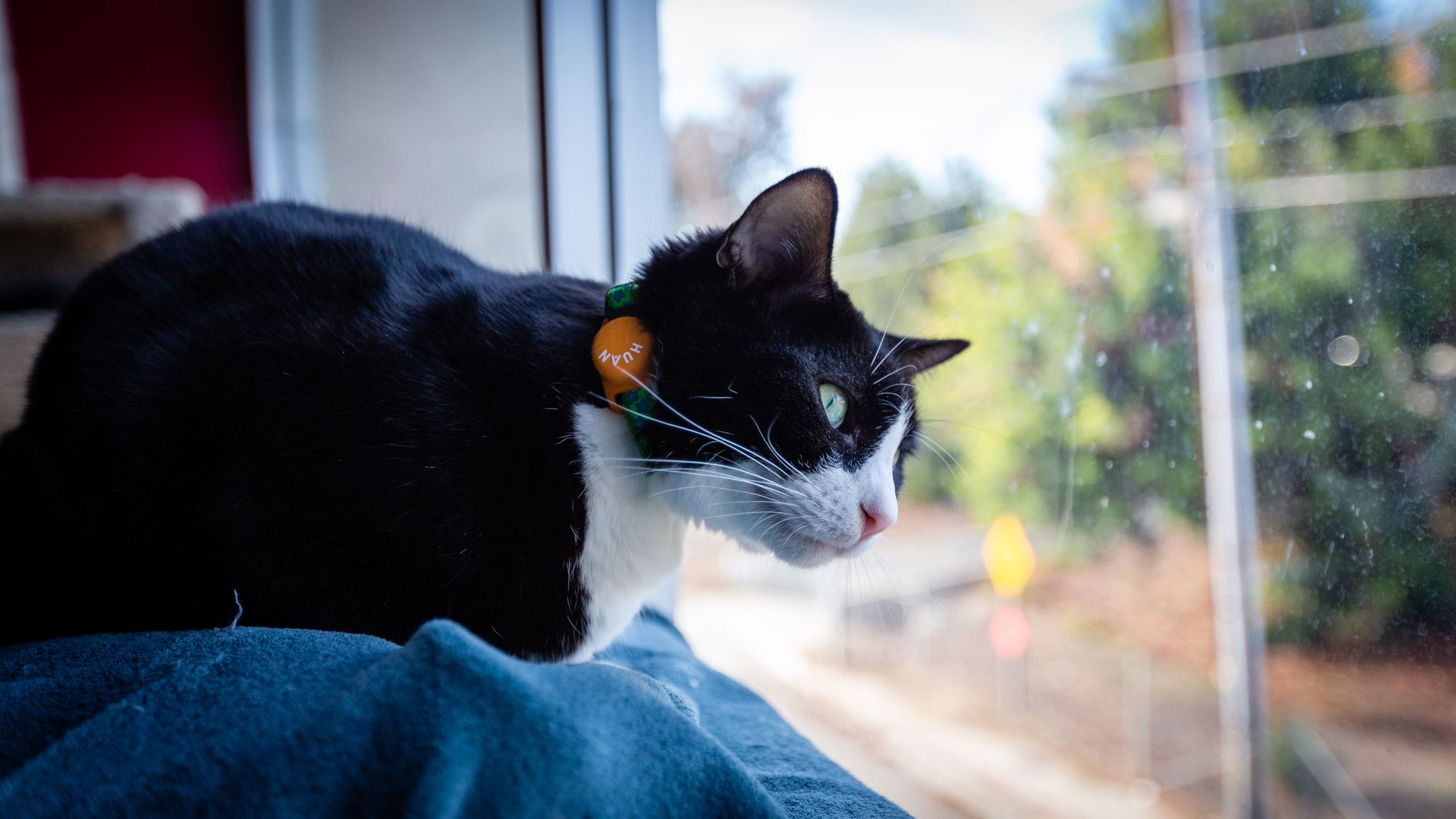 Huan’s GPS Smart Tag gives you peace of mind whether your pet is an escape artist at home or gets separated from you on a road-tripping adventure.