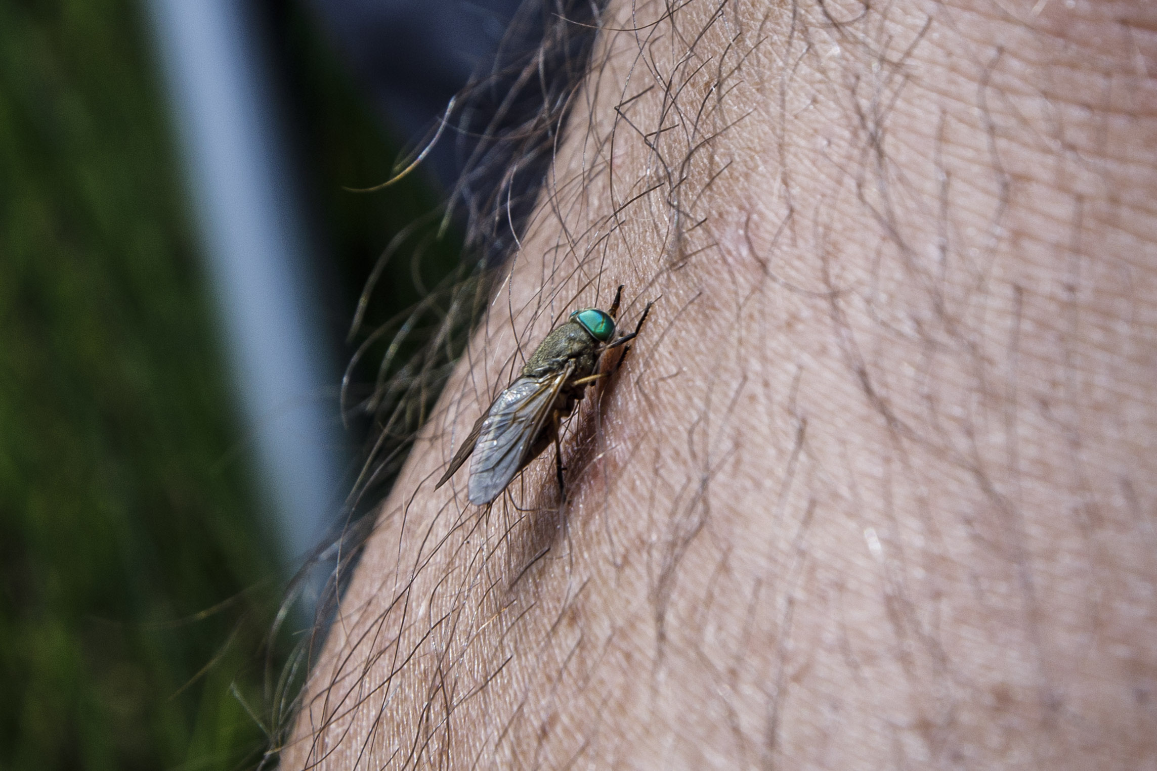 Greenhead flies: The bug that just won't die - The Boston Globe