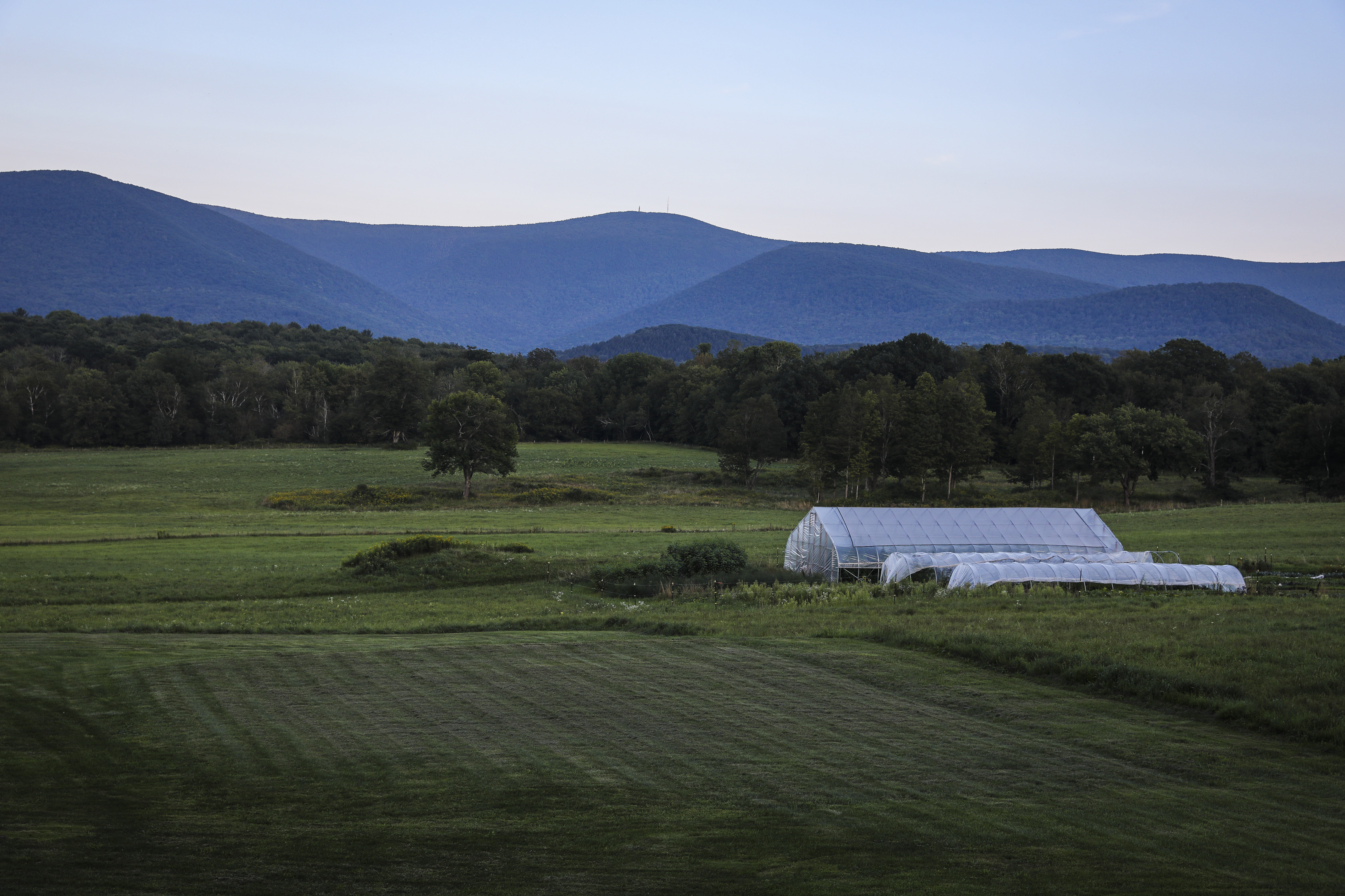 Mount Greylock is seen from Sweet Brook Farm’s cattle pastures in Williamstown.