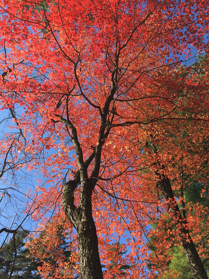 Scenes from Vermont.