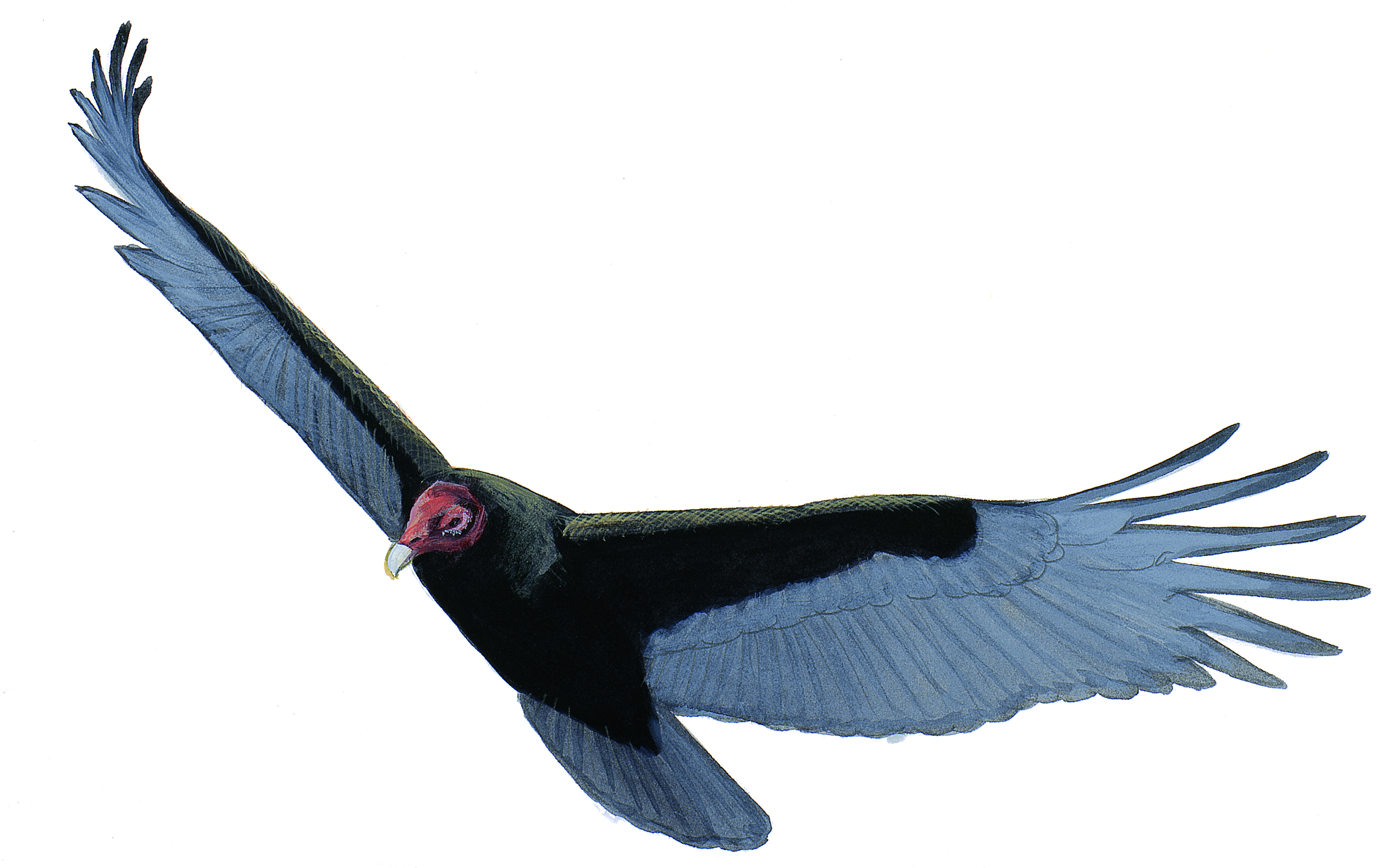 Turkey Vulture