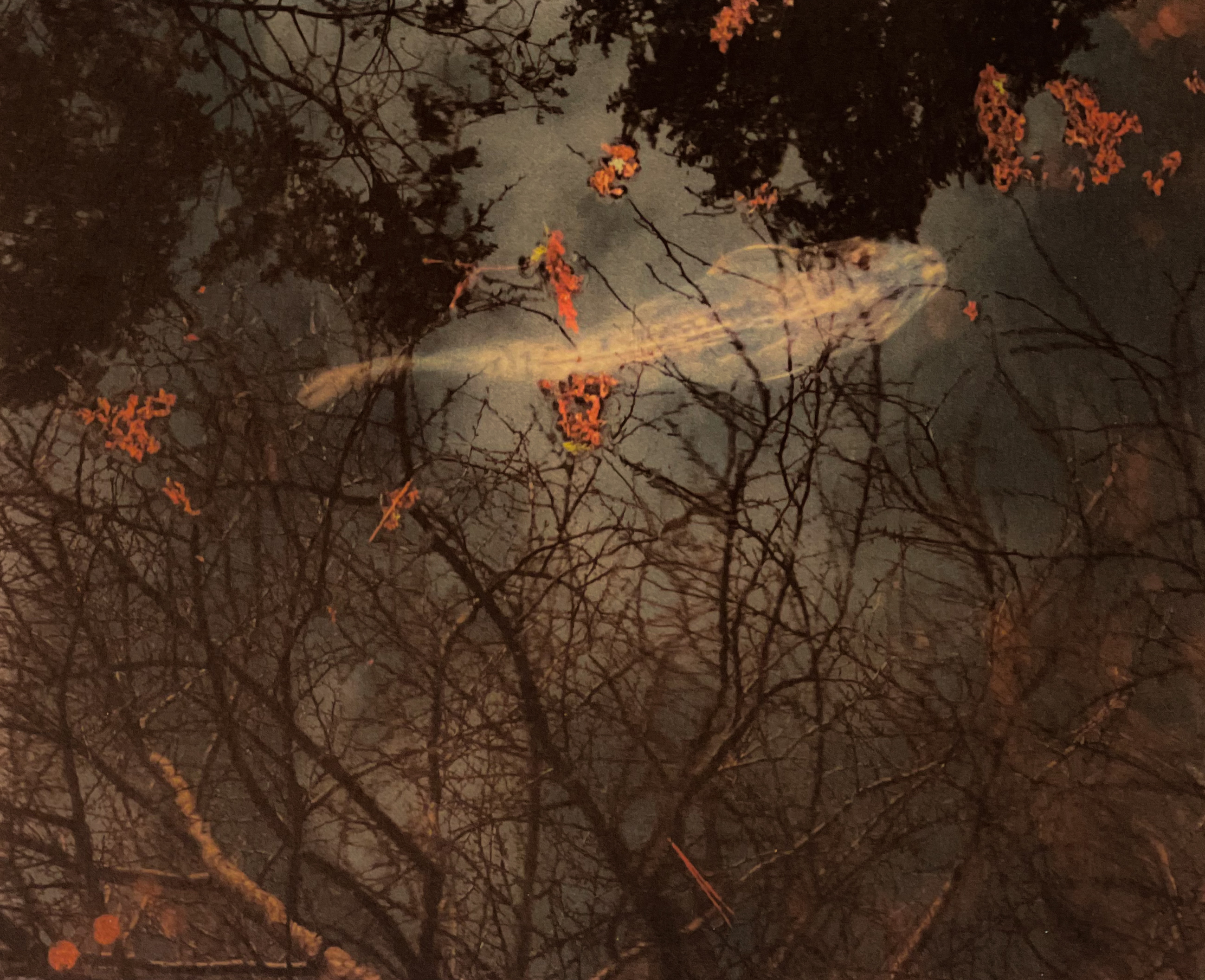 Rhonda Lashley Lopez, "Ghost carp"