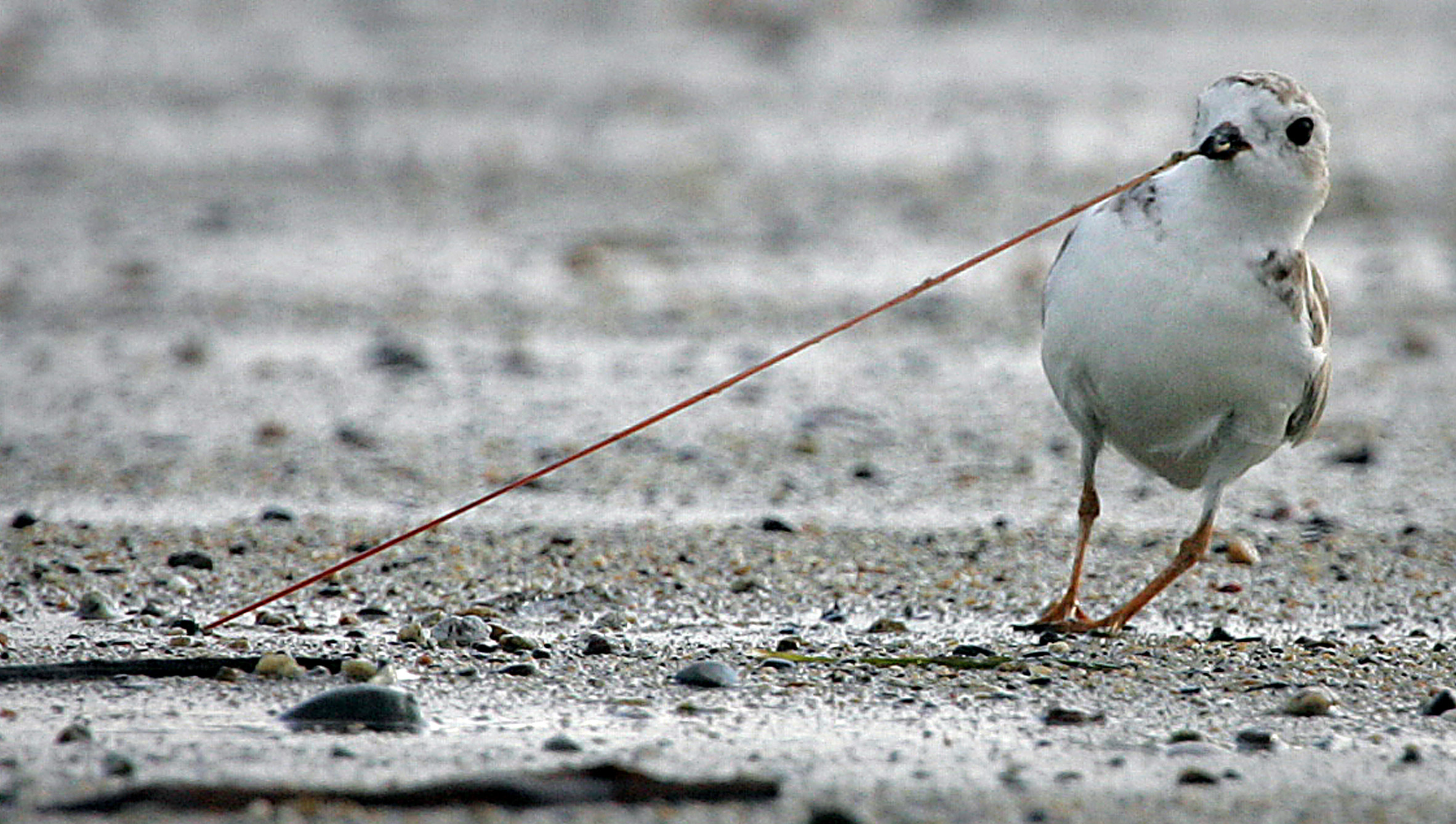 Shorebirds announce 2023 coaching staff - 47abc