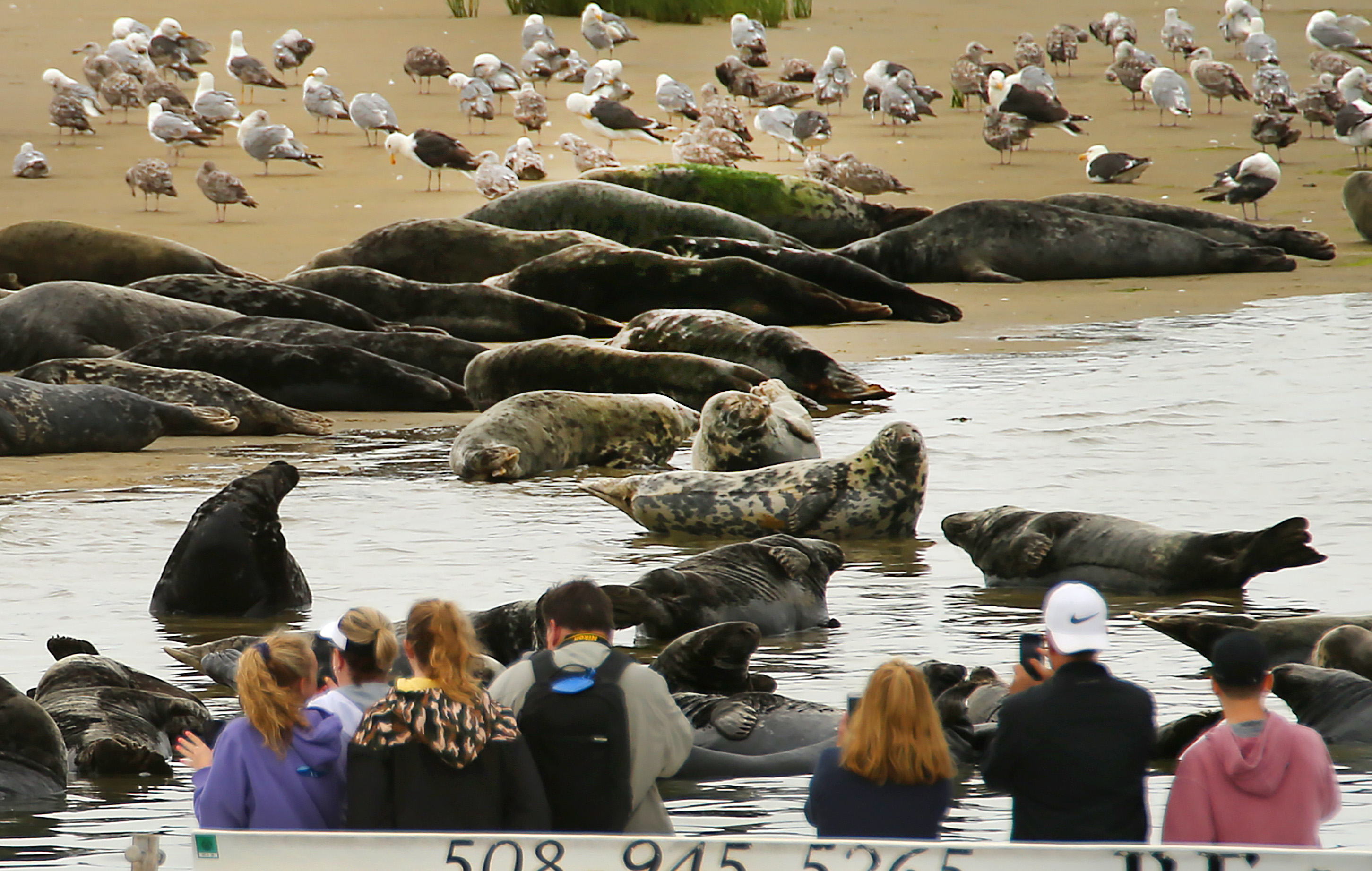 People on a tour boat took photos of seals lying on a sand bar in Chatham Harbor across from the Chatham Fish Pier.