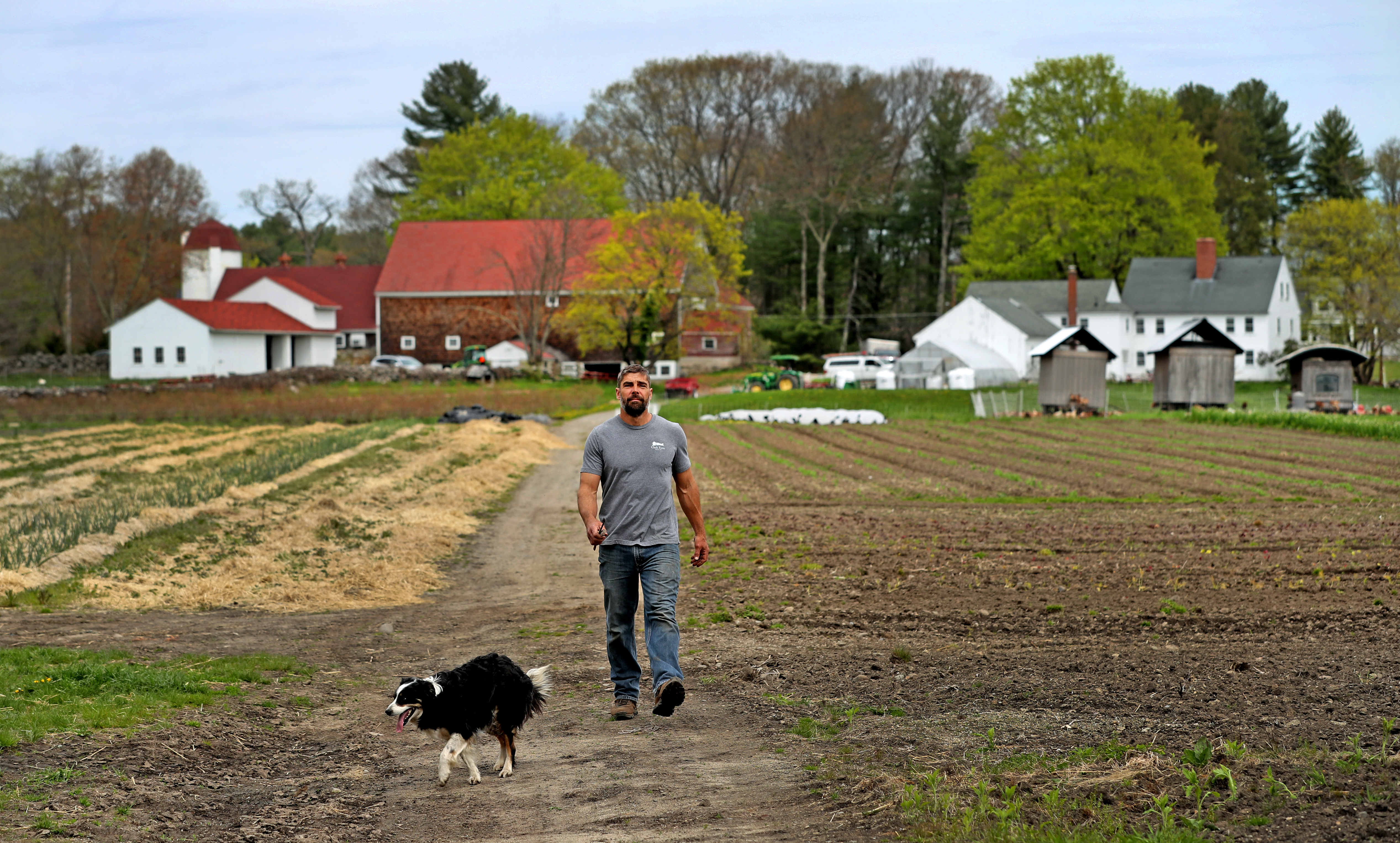 Hoping wheat will rise again at One Mighty Mill - The Boston Globe