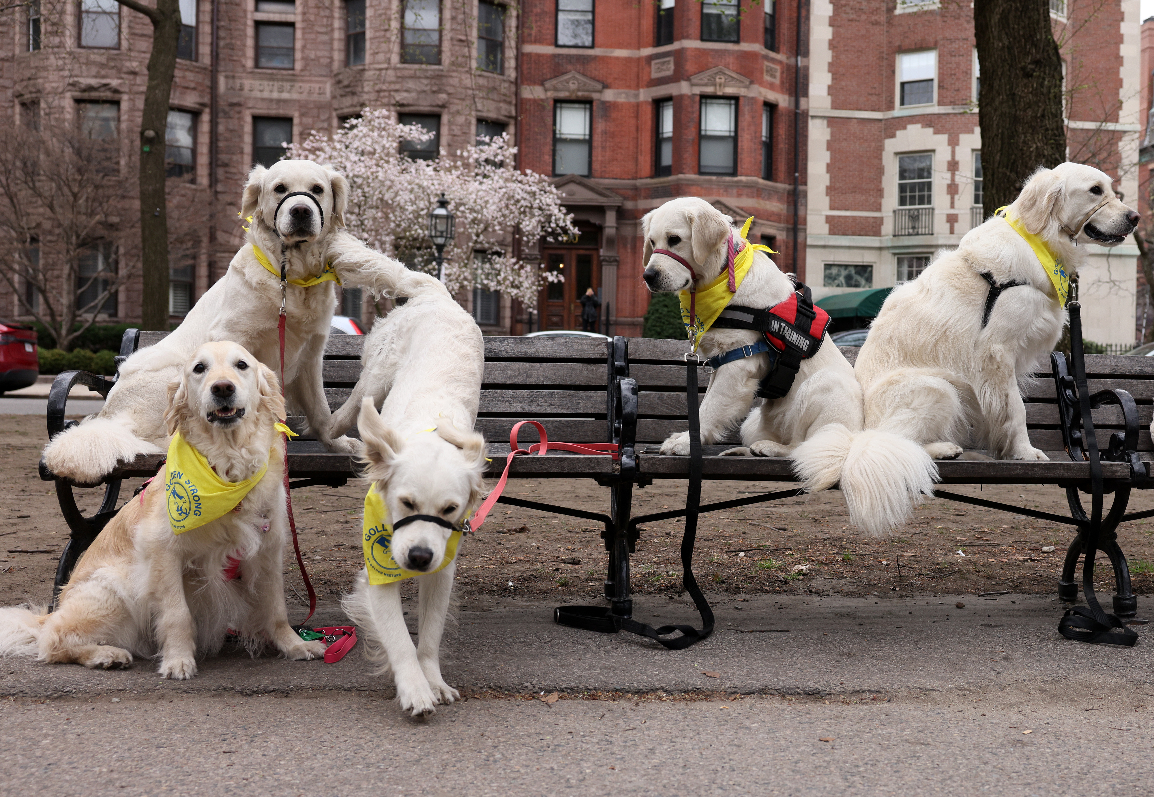 100 Golden Retrievers Will Honor Spencer & Penny - 2023 Boston Marathon