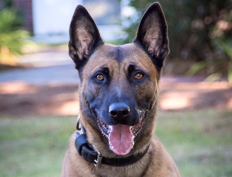 Massachusetts State Police - K9 Bruno Locates Suspect who Fled a Crash in  Attleboro On Monday March 12th around 3:30 a.m., troopers from the Foxboro  Barracks responded to a crash on Route