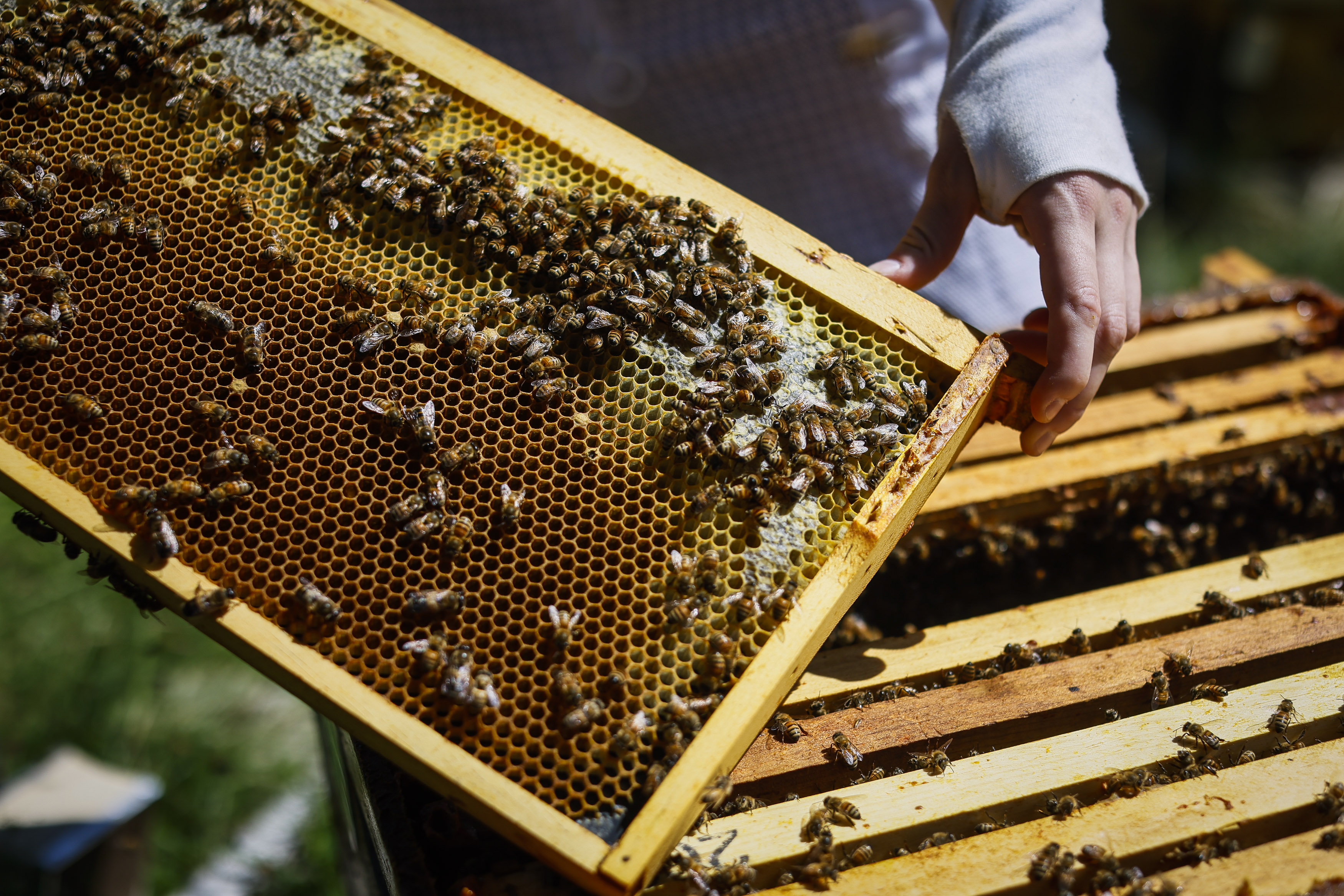 Roxbury-based Best Bees to launch new hive-tracking technology