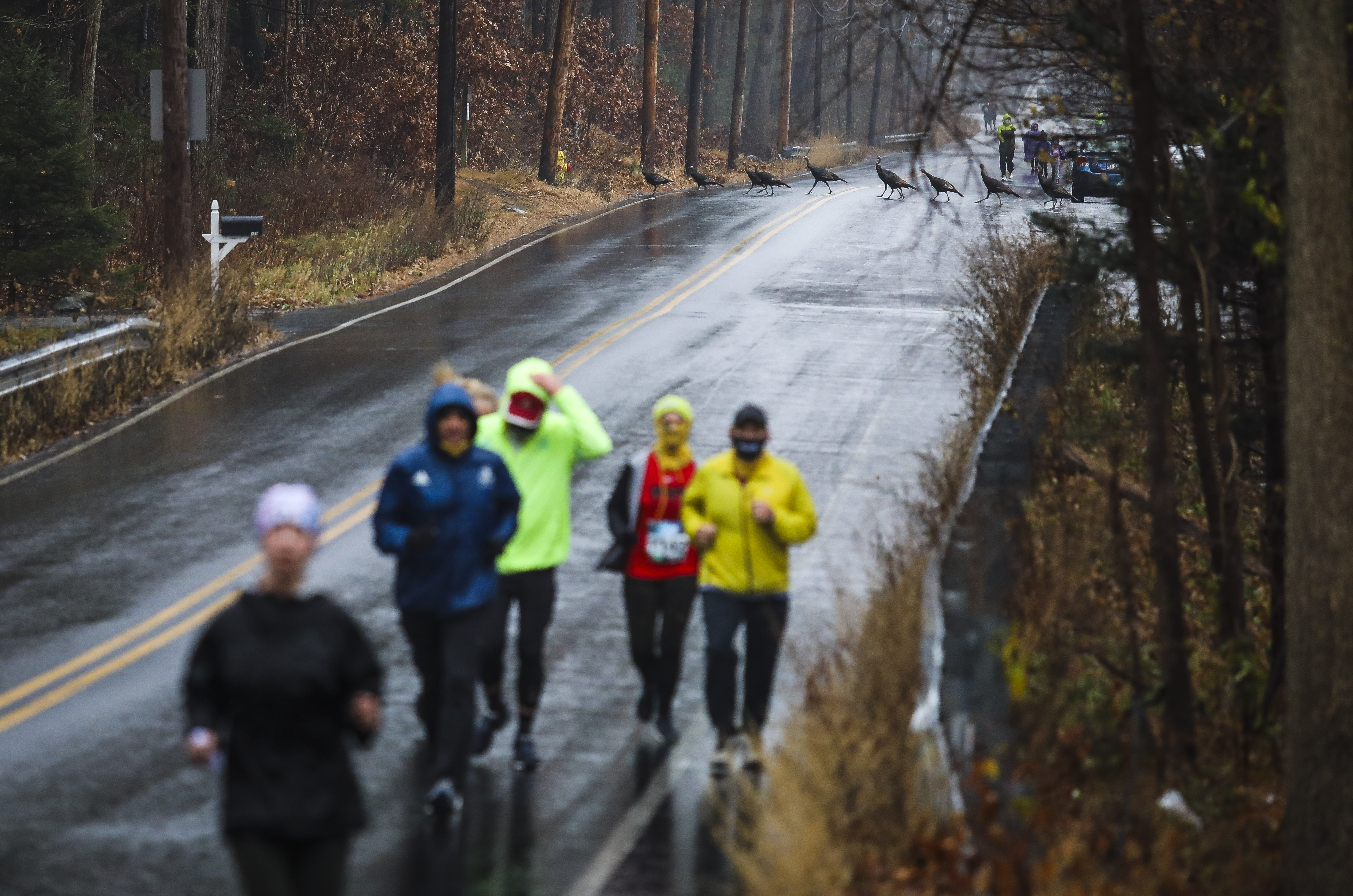 Turkeys crossed the road while runners participate in the annual Feaster Five Thanksgiving Race in Andover last November.