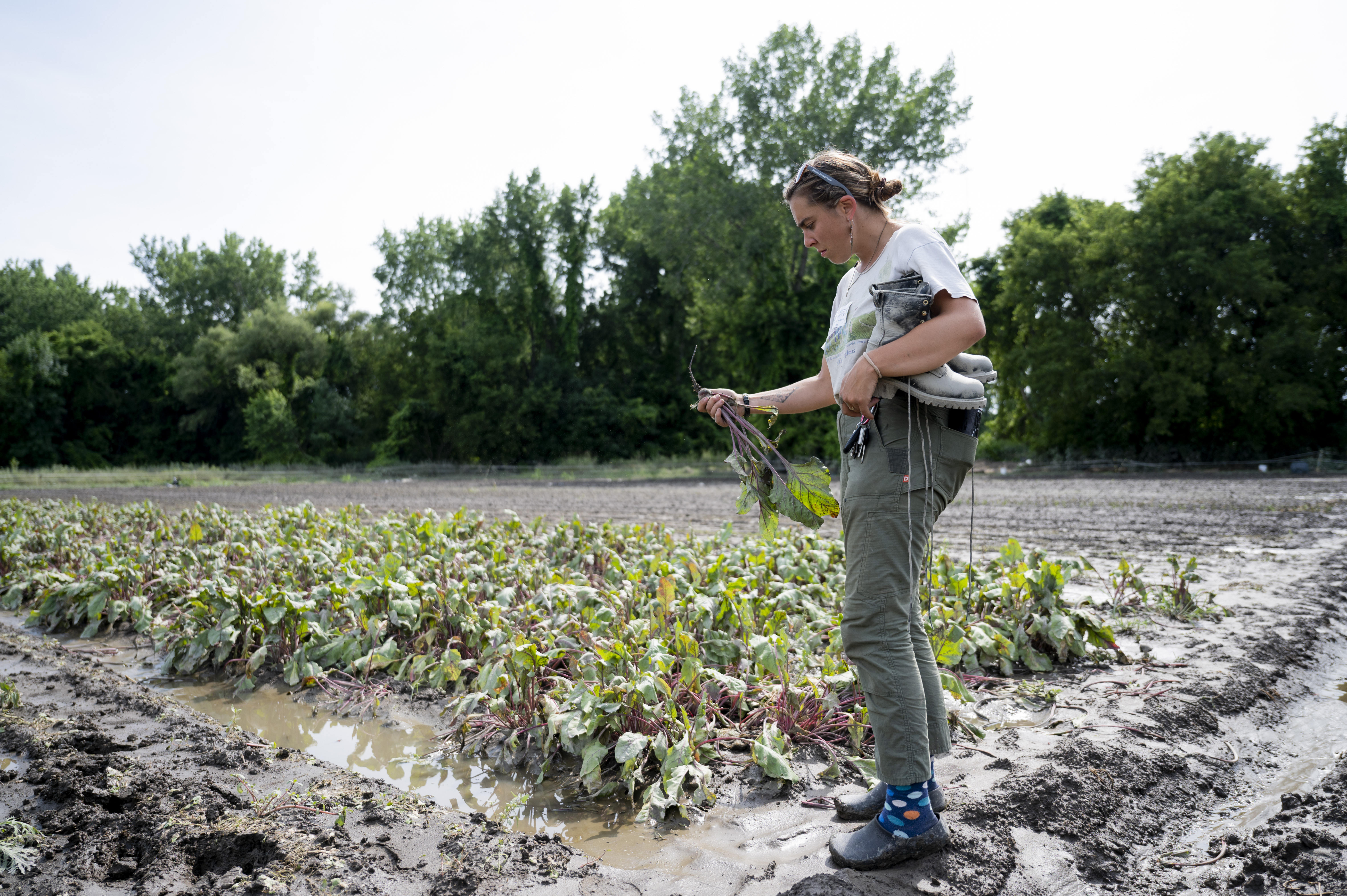 New Vermont residents plant a meadow and meet lots of neighbors : NPR