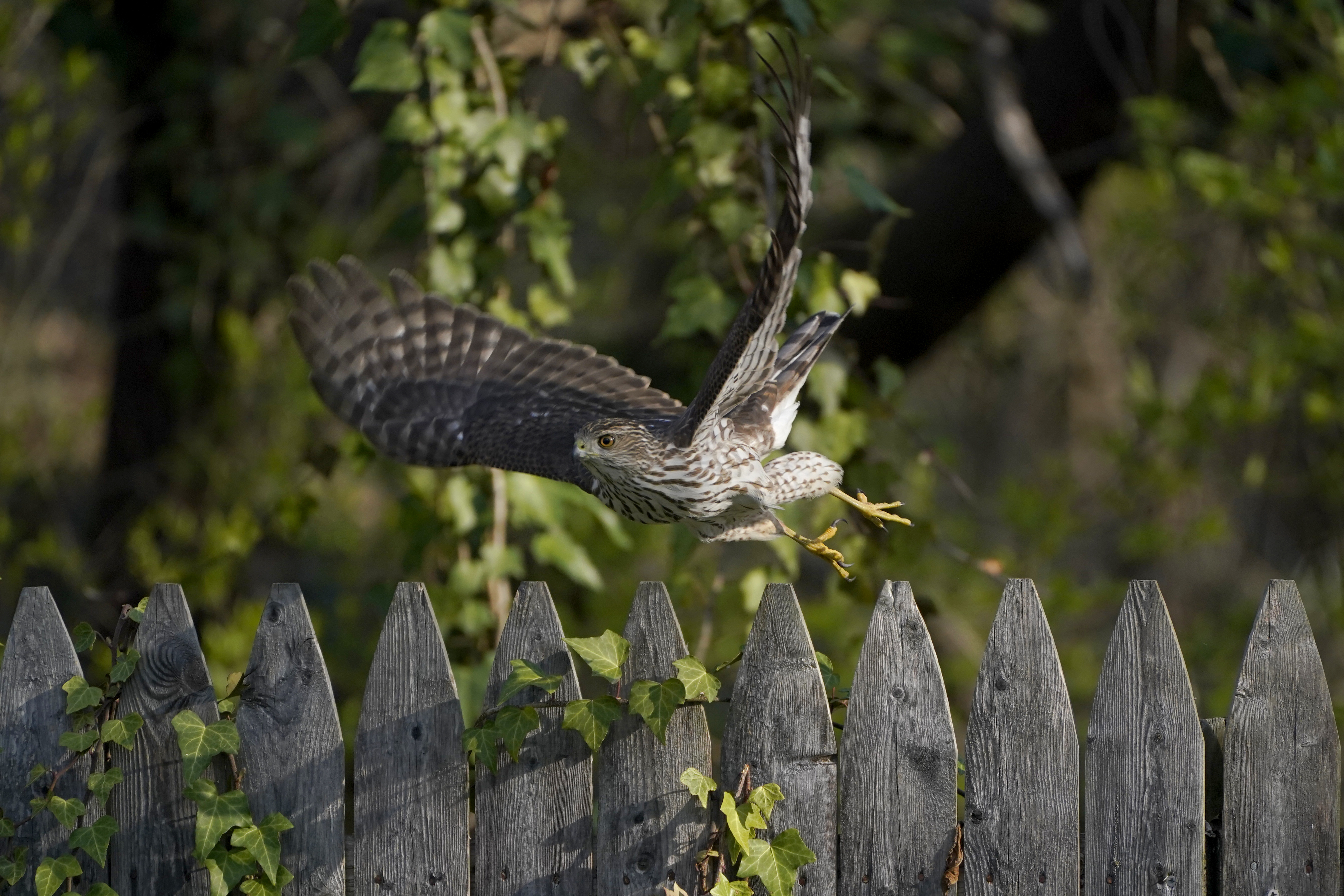 A Cooper's Hawk flew off a wooden fence in a yard in Lutherville-Timonium, Md., on April 5, 2021.