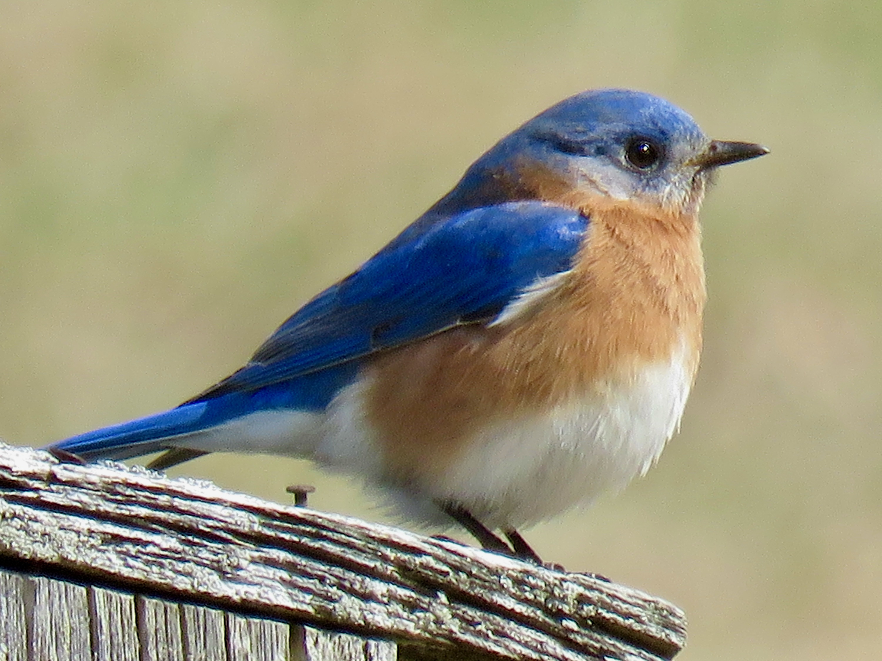 Bluebird Meaning: Do Bluebirds Symbolize Happiness? - Birds and Blooms