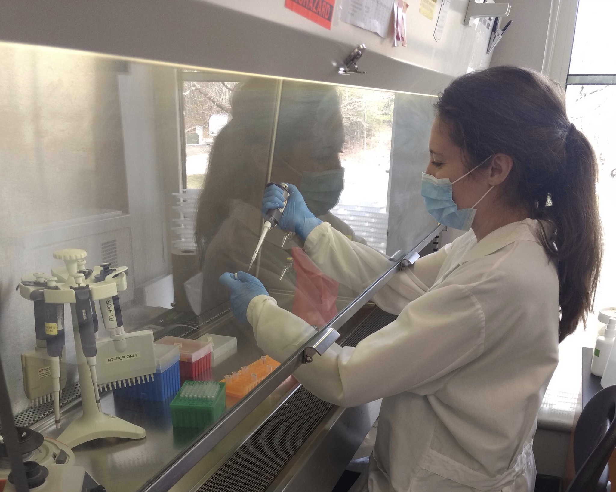 Postdoctoral scholar and animal surveillance coordinator Kaitlin Sawatzki tested samples for the CoVERS study at Cummings School of Veterinary Medicine at Tufts University.