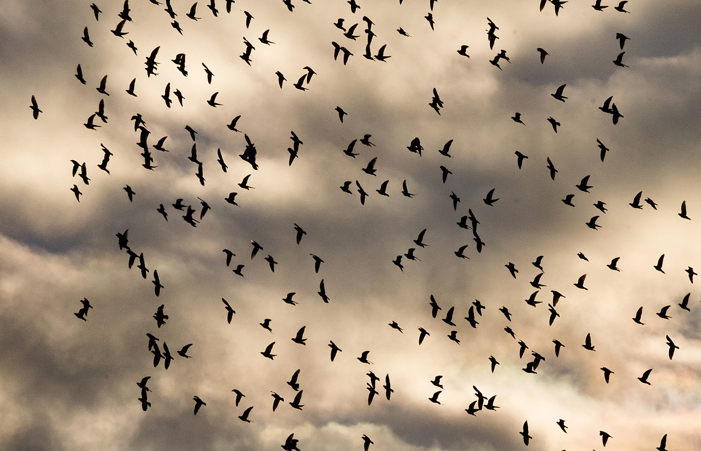 The concept of homing pigeon racing is simple: Release the birds (like these in Herkimer, New York) hundreds of miles from their home and the one that returns the fastest, wins.