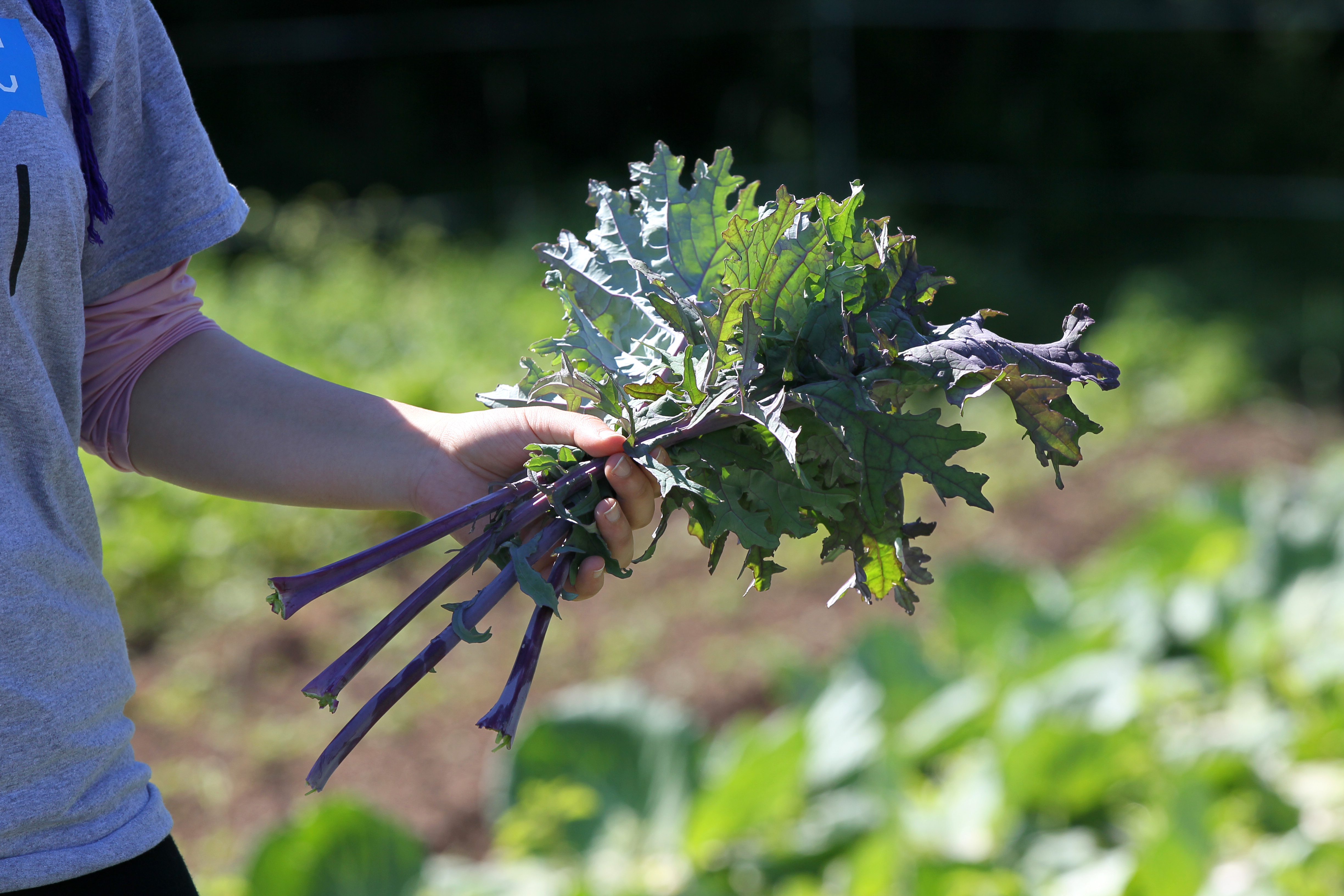 A gleaner picked kale in Lincoln in 2014.