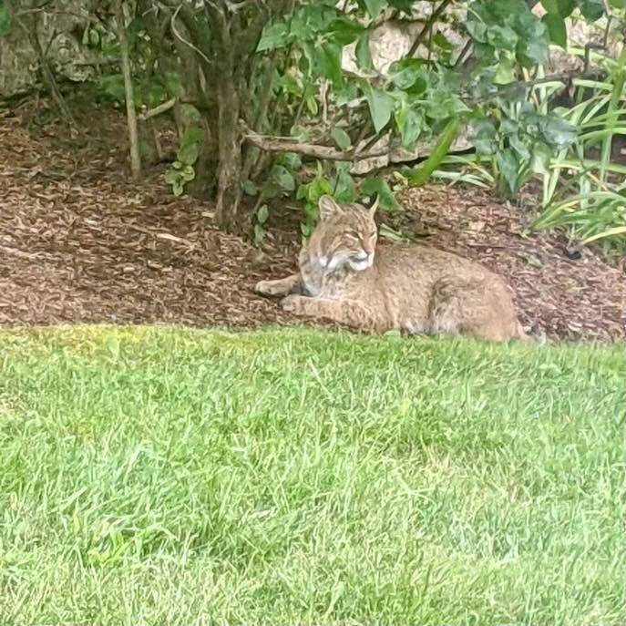 This bobcat was seen relaxing in a yard in Ayer.