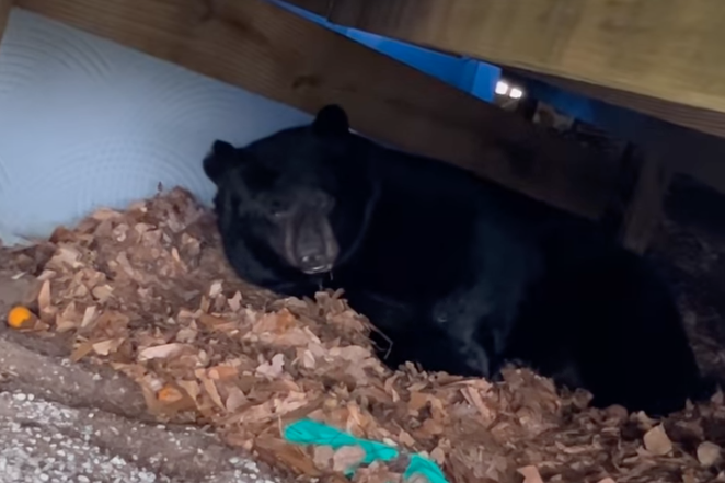 A Conn. family found a hibernating bear under their deck. Now