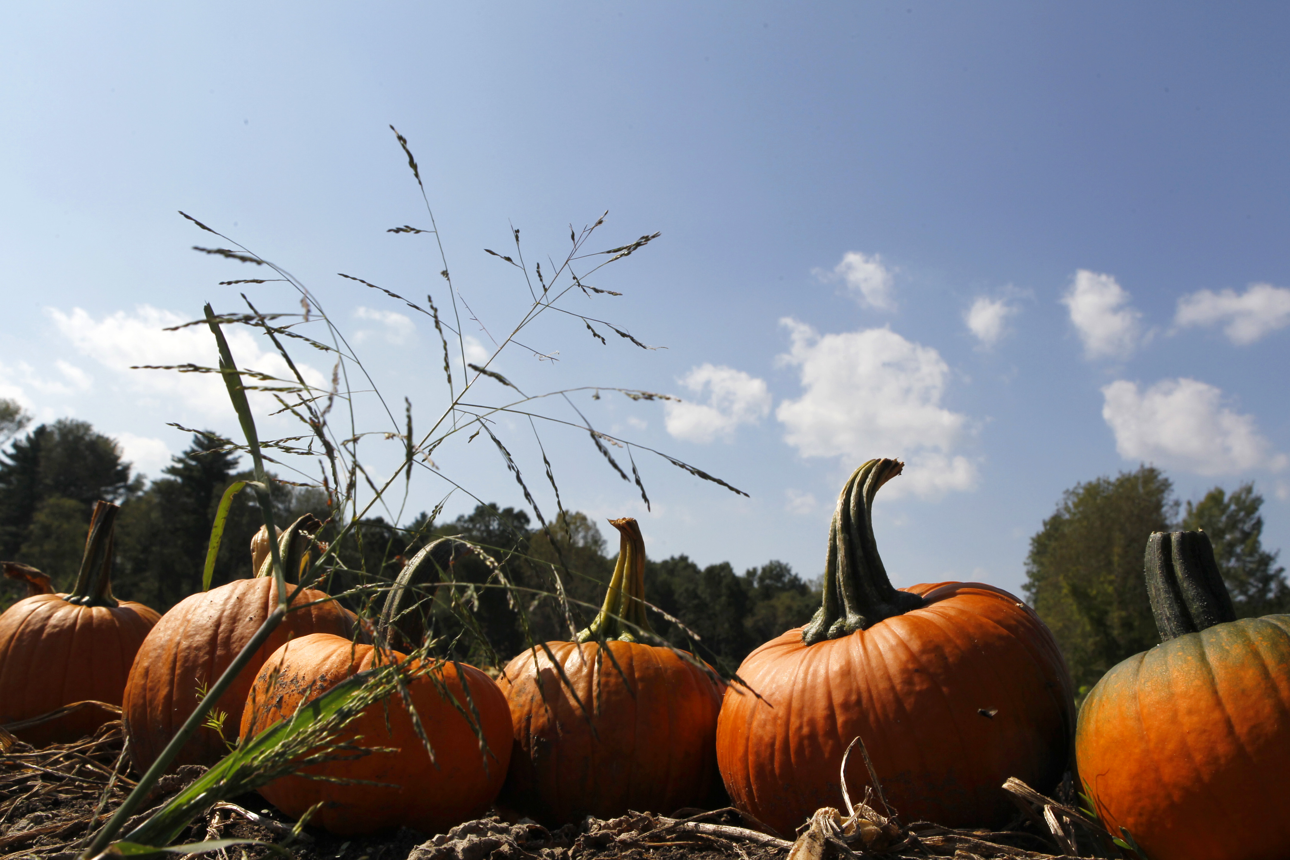 Young pumpkins in a pumpkin patch just off the Battle Road Trail in Concord.