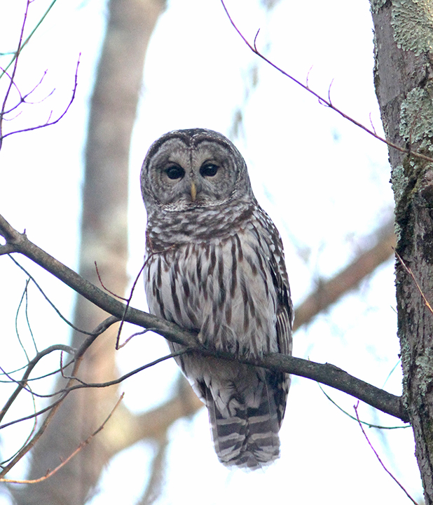 A barred owl foraging on the forest floor of Franklin Park Wilderness became startled and flew into a tree.