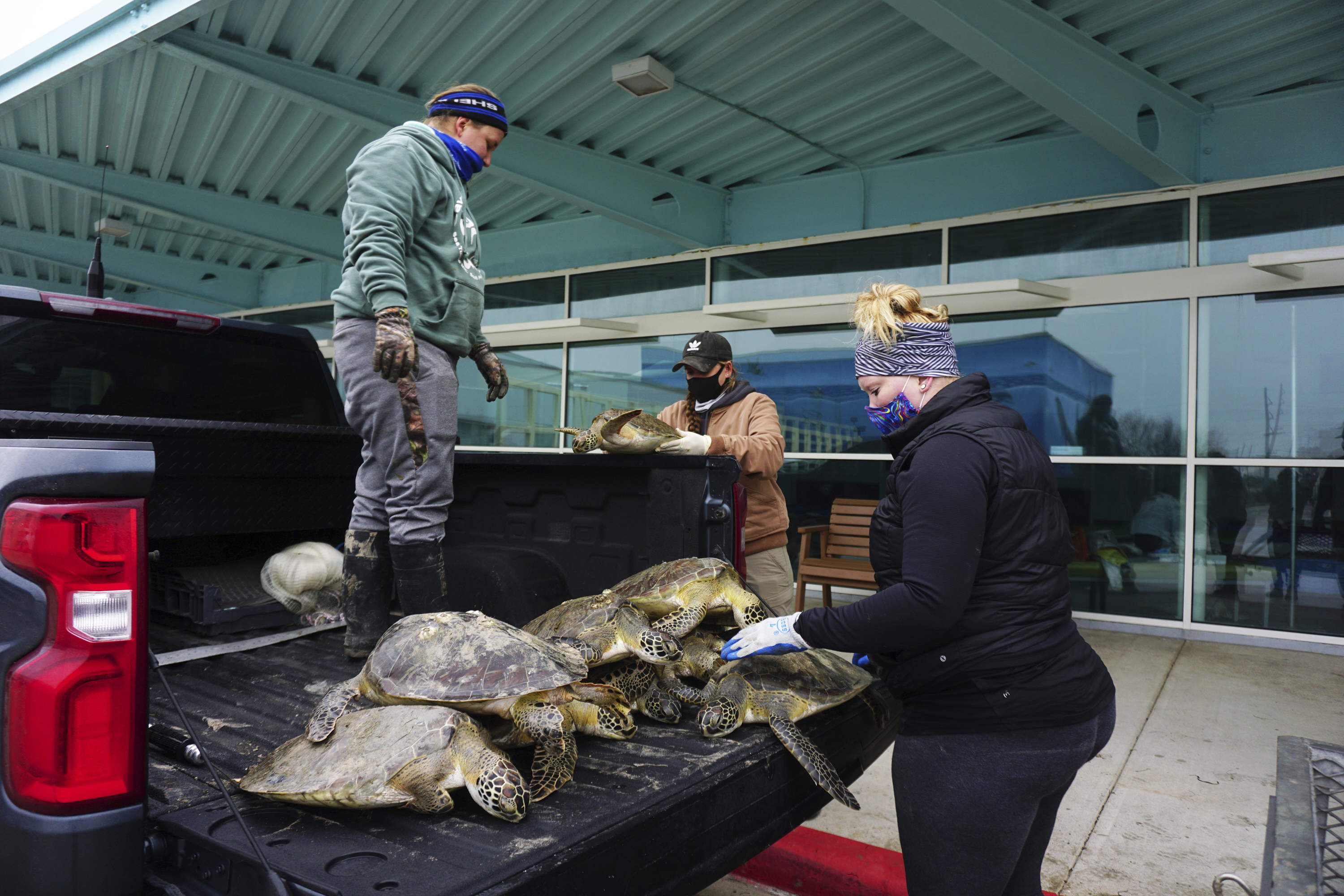 More than 3,500 sea turtles rescued in Texas