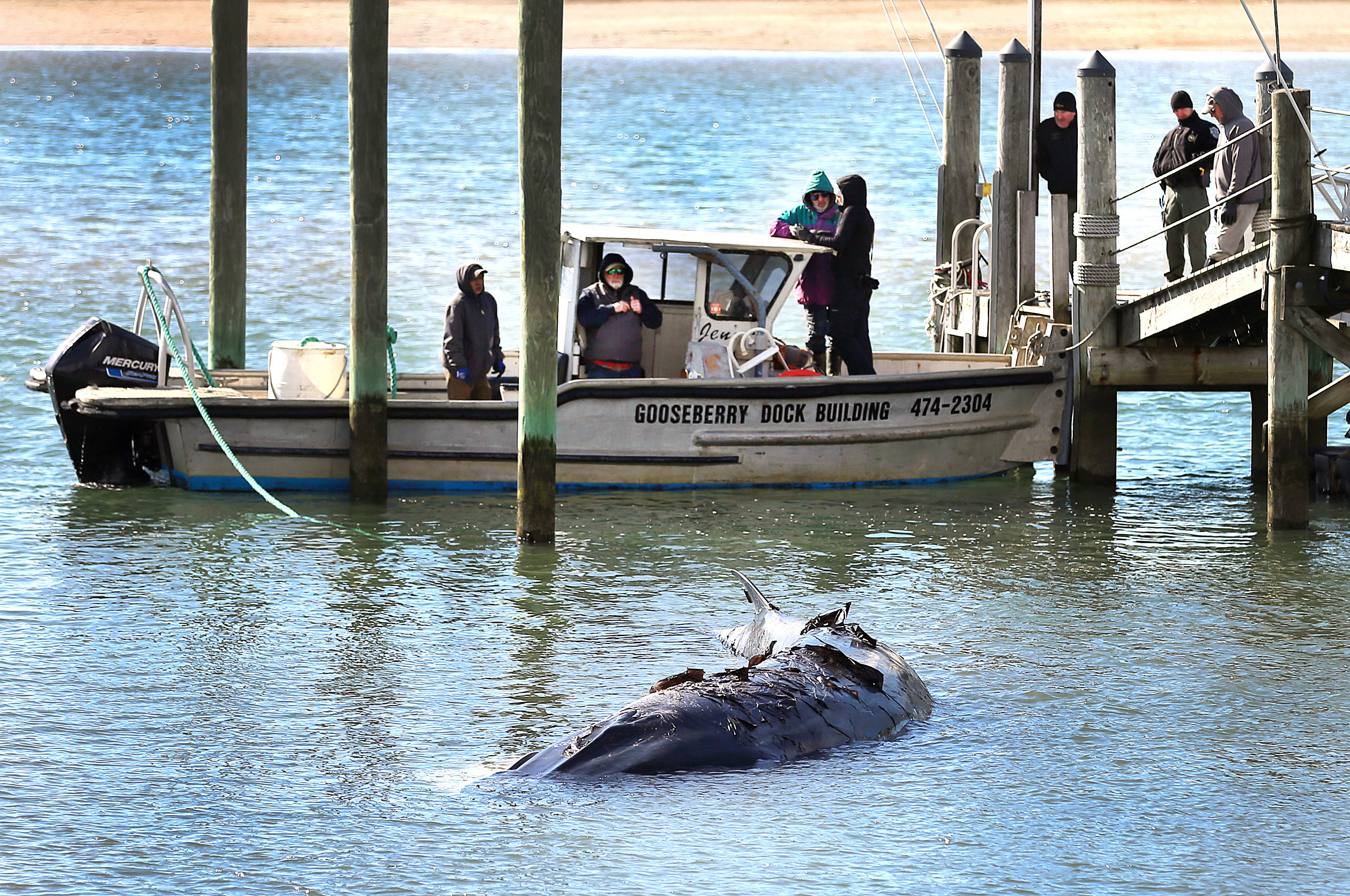 IN PHOTOS: Mystery over death of young whale on US beach