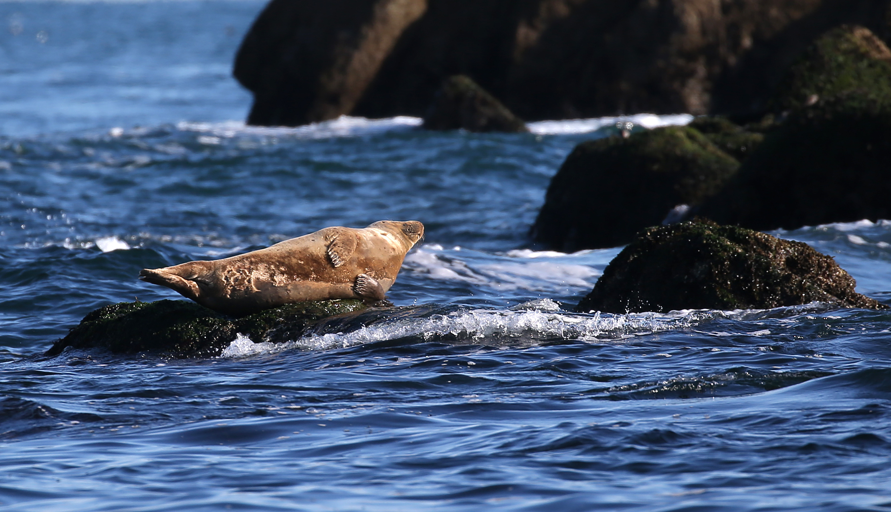 A seal sun bathes on a rock at Graves Light as the tide comes in.