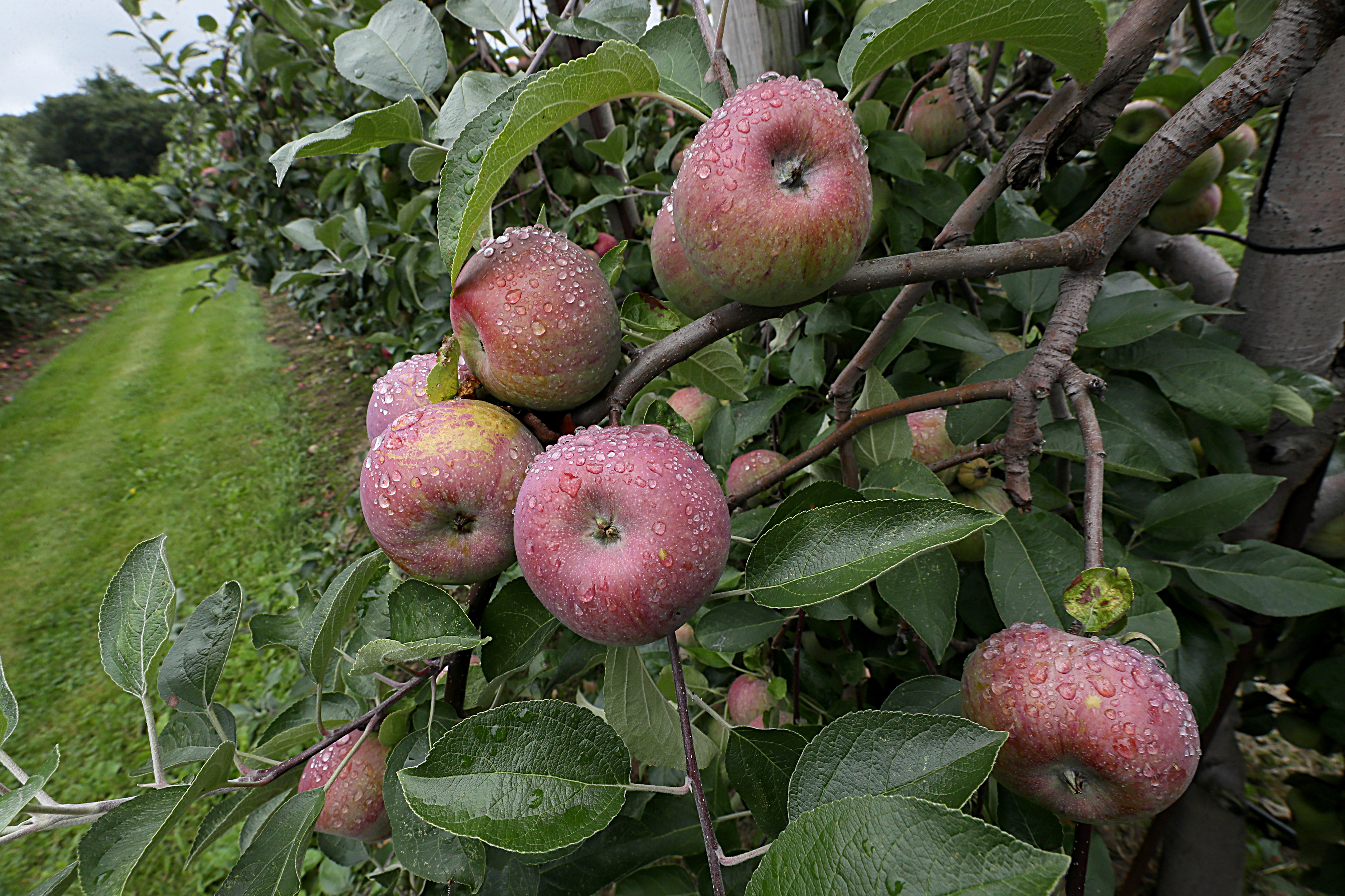 Cortland - New England Apples