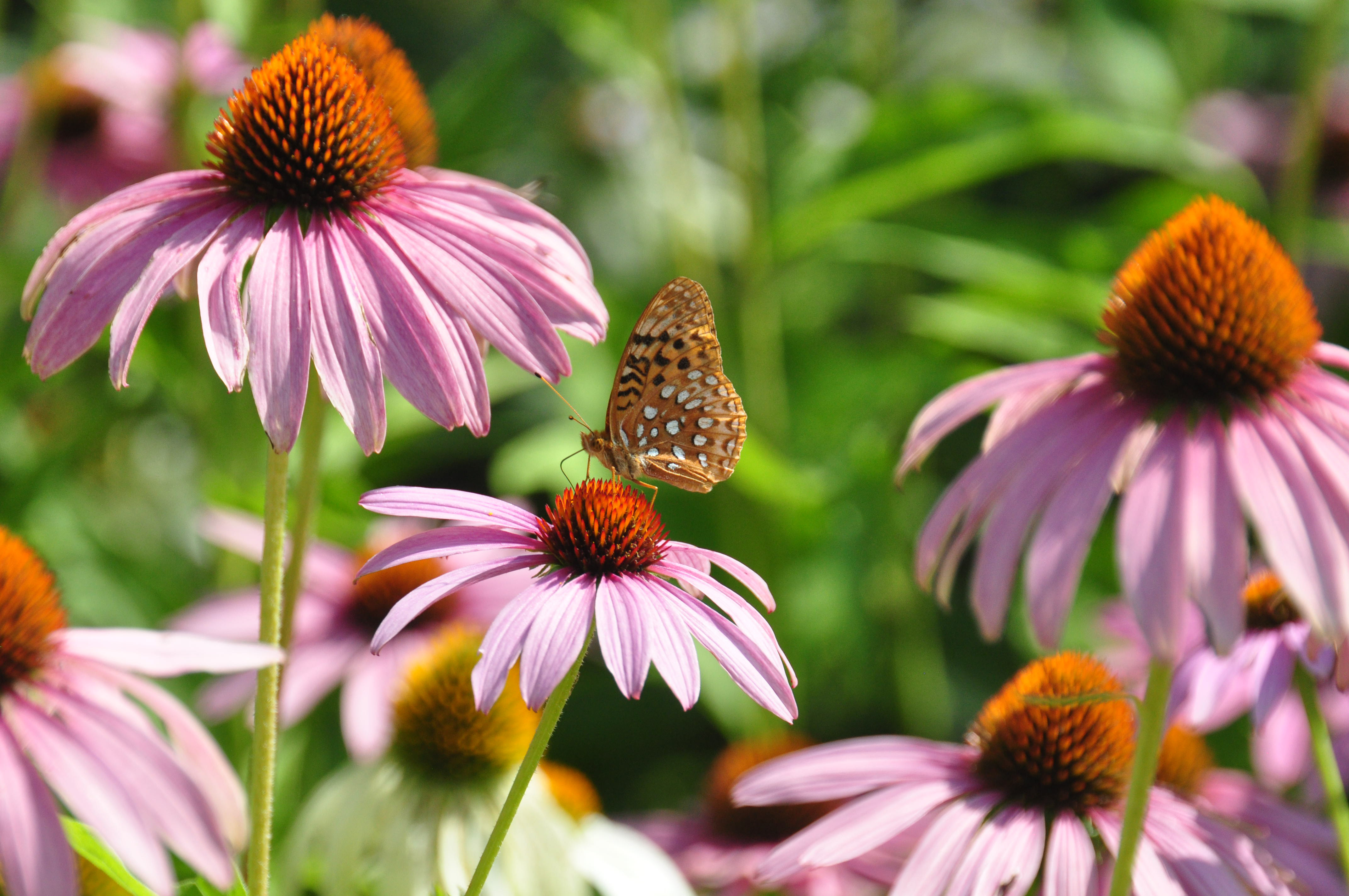 An Aphrodite Fritillary feeds on some echinachea coneflowers at Sheep Hill, a Williamstown Rural Lands Foundation property on Cold Spring Road in Williamstown, Mass., Wednesday, Aug., 20, 2014. (AP Photo/The Berkshire Eagle, Gillian Jones)