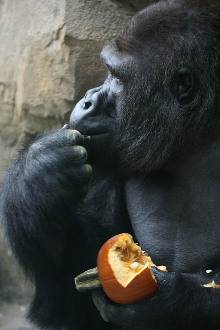 A gorilla munched on a pumpkin during the Zoo Howl event at the Franklin Park Zoo.