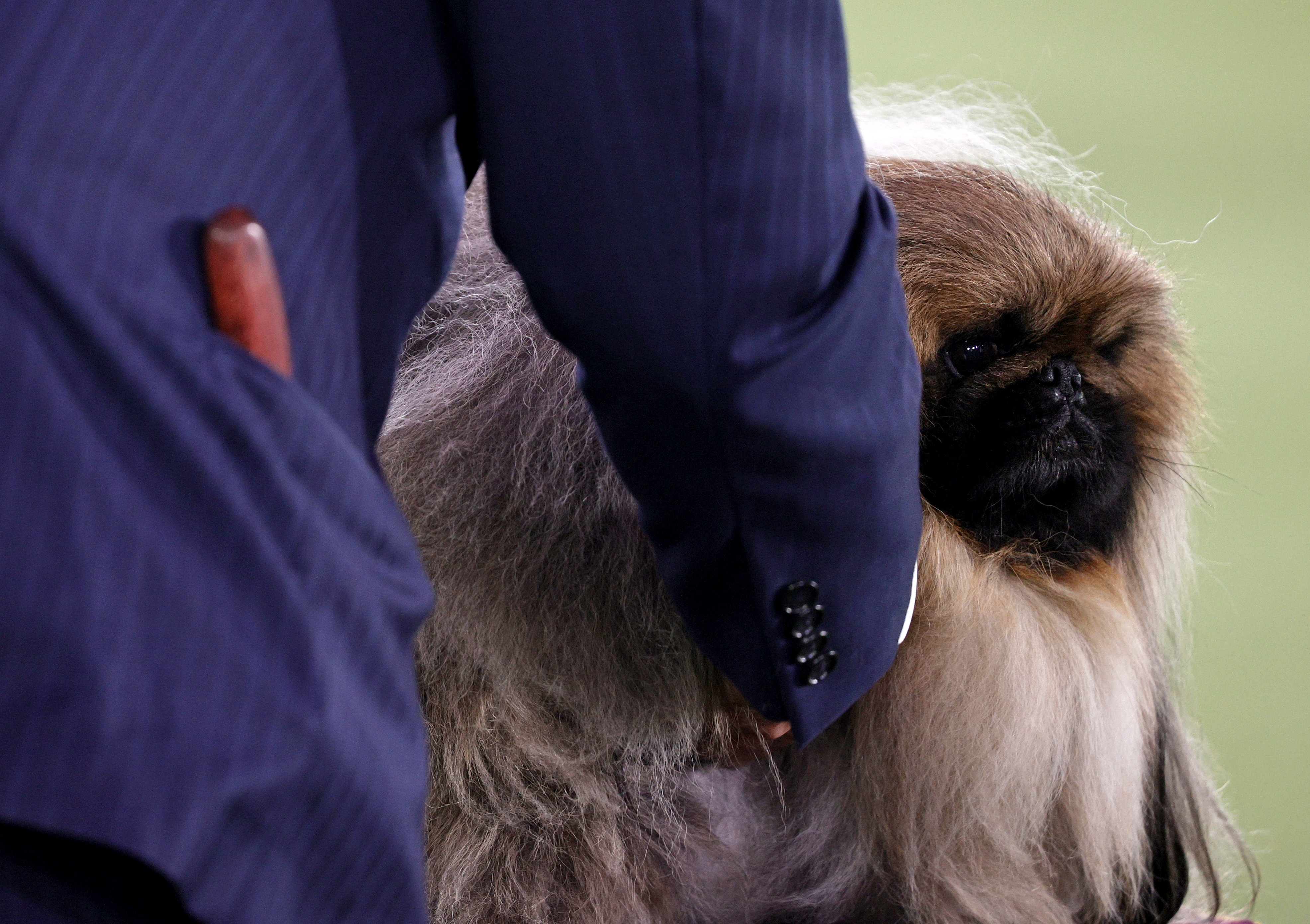 does the pekingese have infectious disease