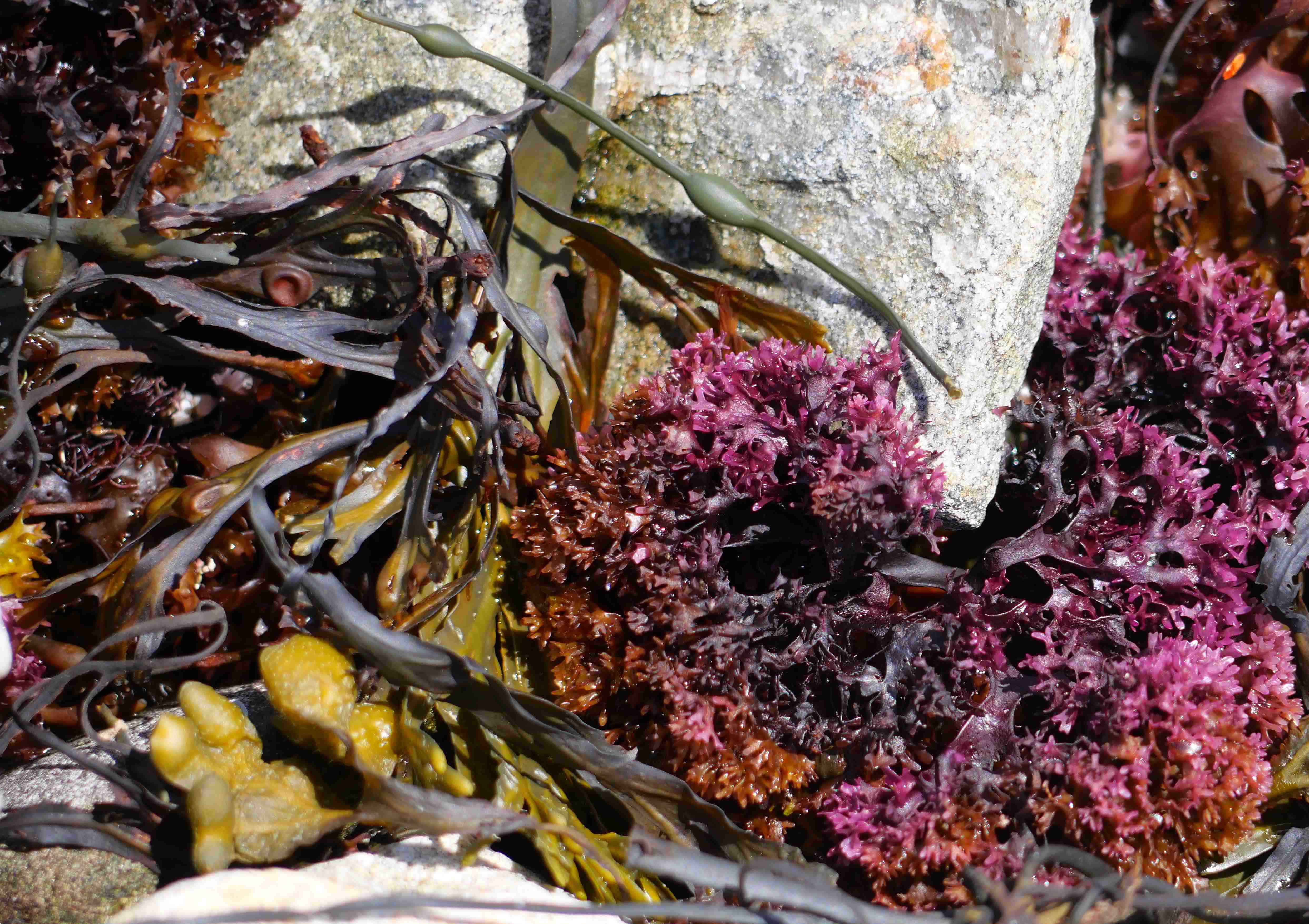 Tasty sea vegetables abound at the Rachel Carson Salt Pond Preserve north of Pemaquid Point.