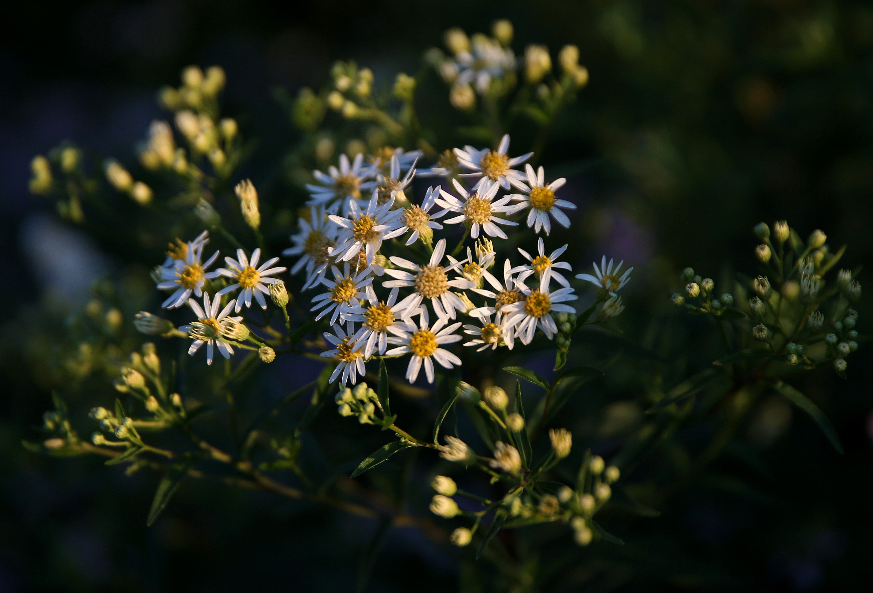 Flowers along the road up Cadillac Mountain in Acadia National Park.