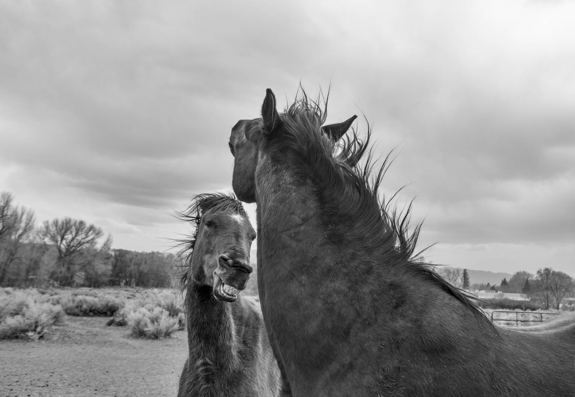 18,311 Four Horses Stock Photos, High-Res Pictures, and Images - Getty  Images